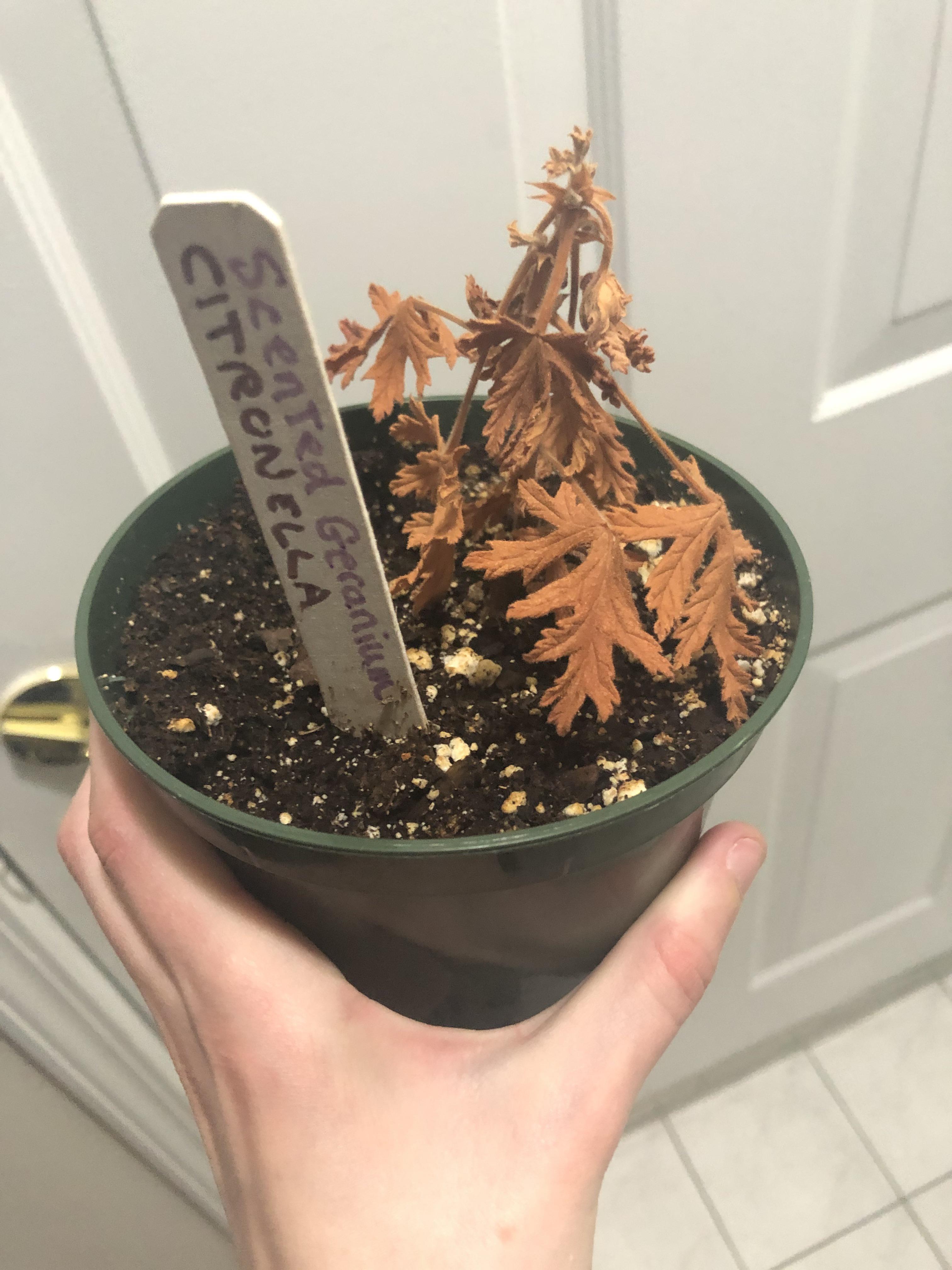 I bought a scented geranium citronella plant and