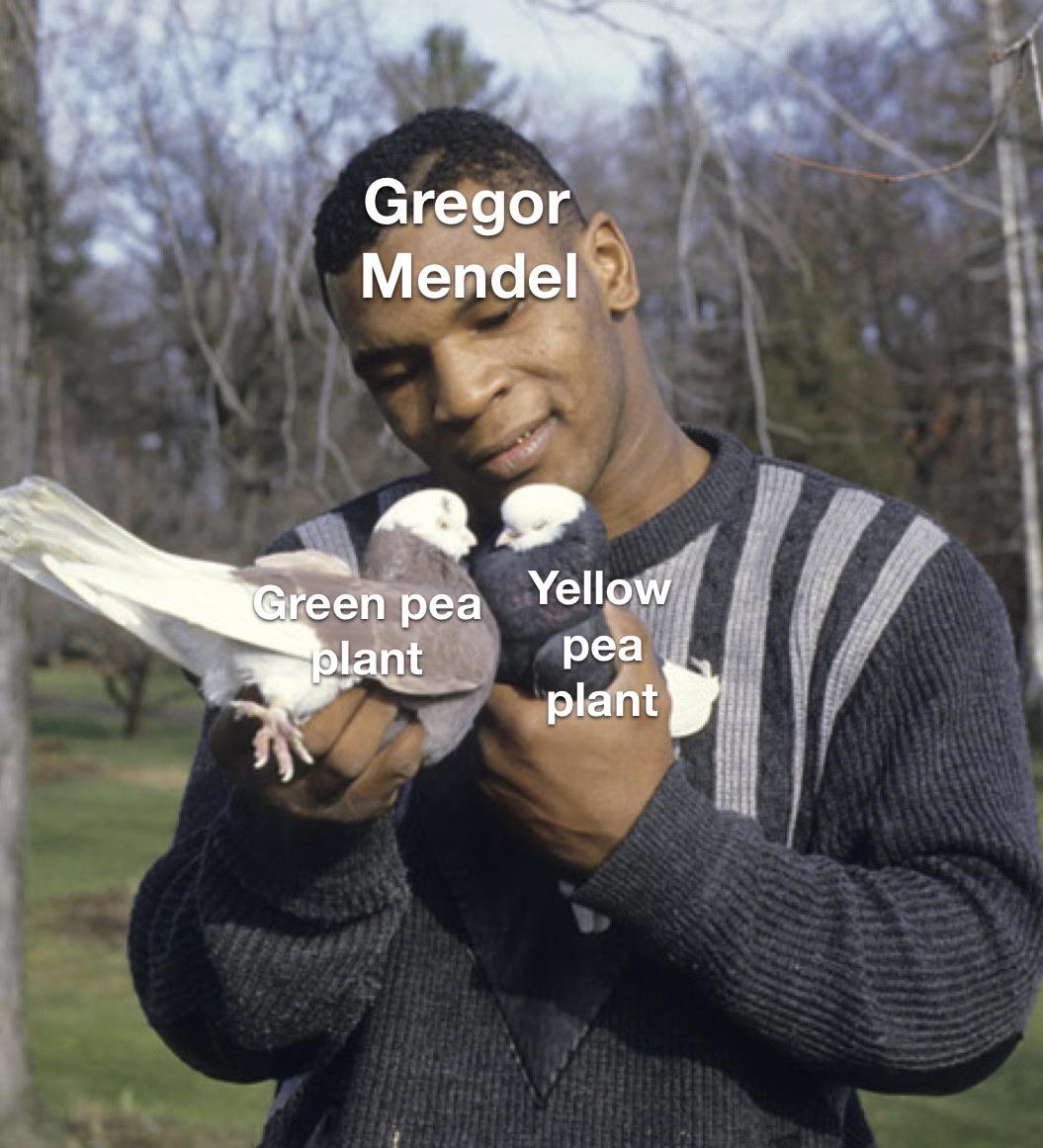 Now kith memes