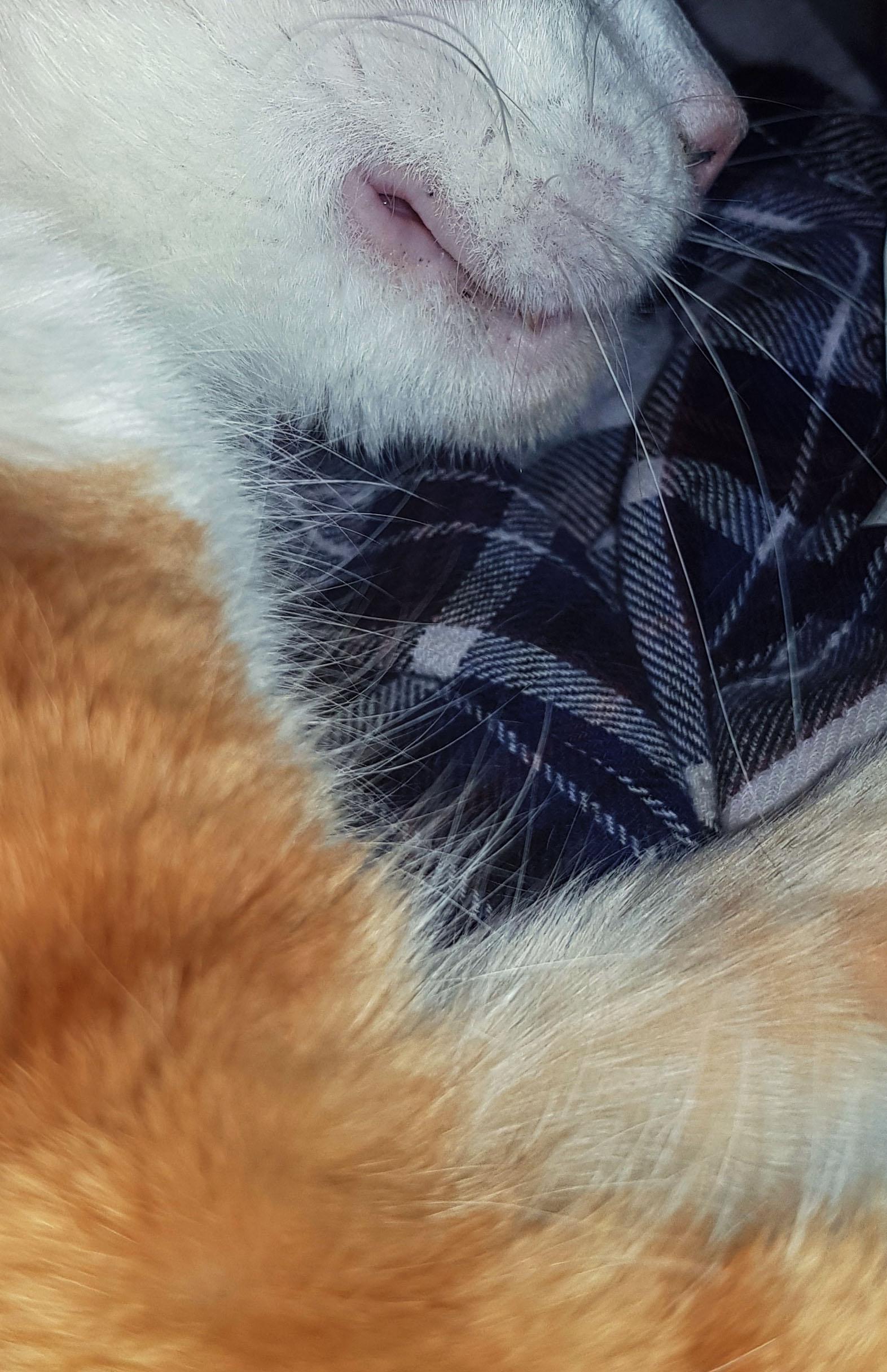 What are these black spots on my kitty's lips? r/cats