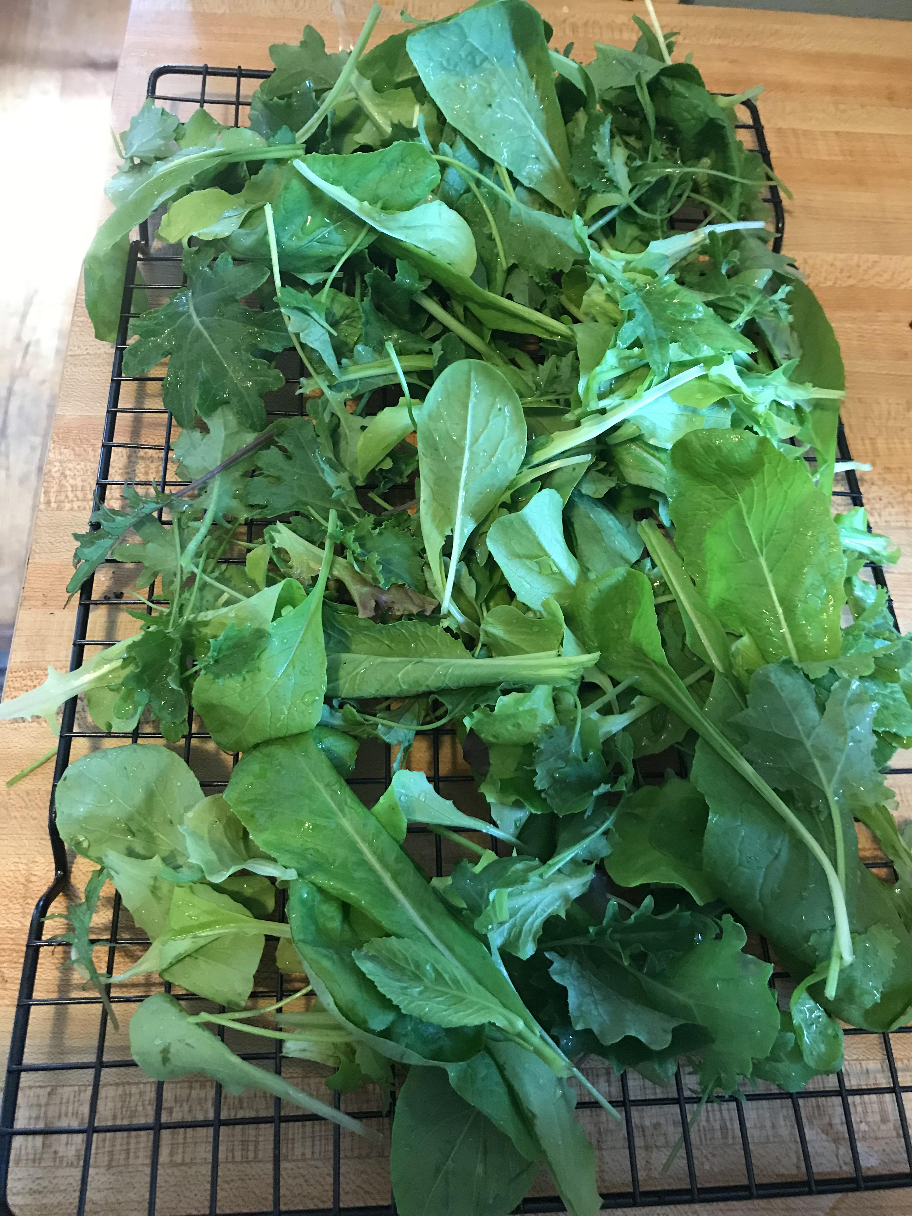 First Harvest of Salad Greens 🥗 Using the “Cut & Come Again” method