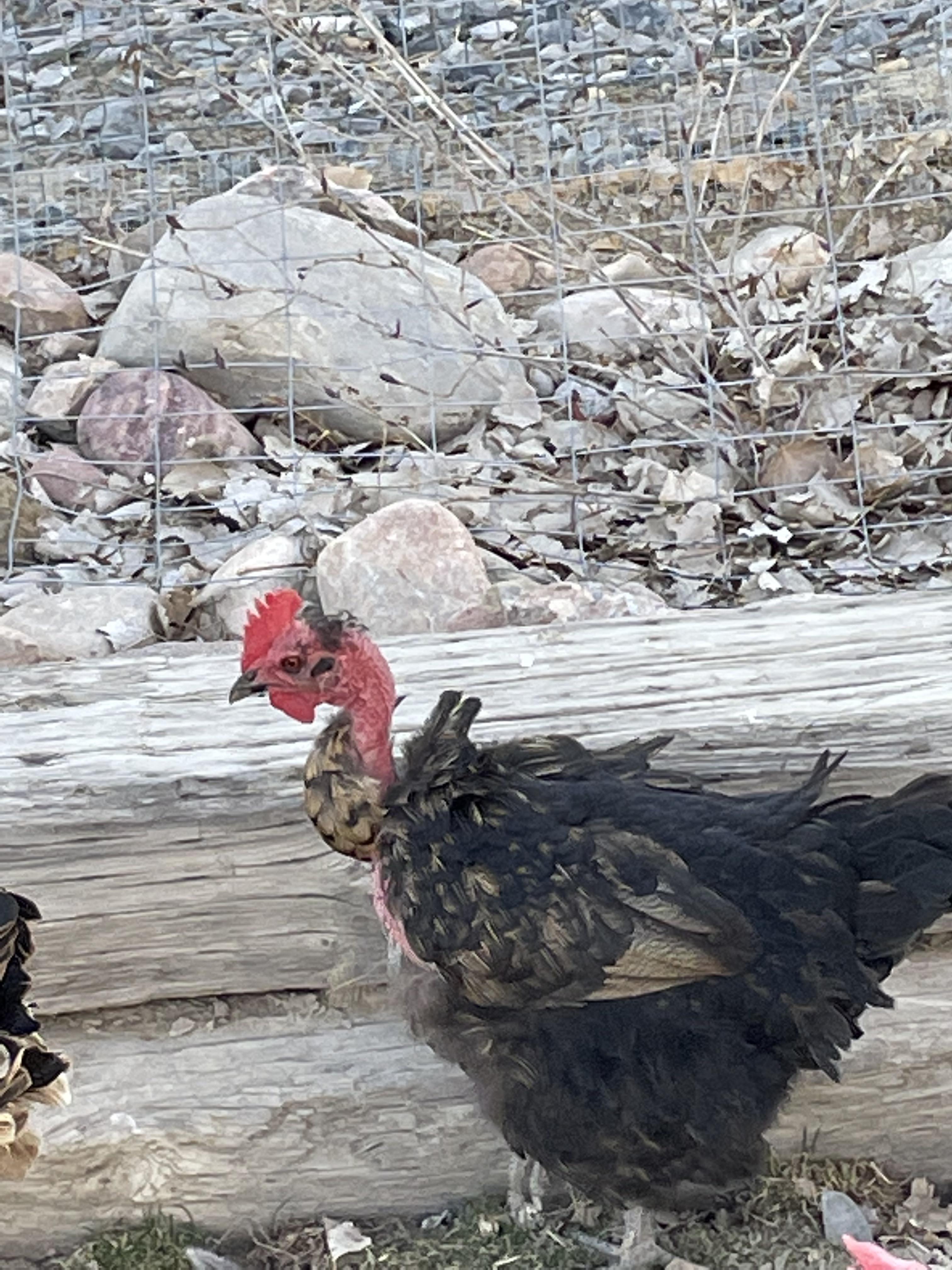 One of the chickens we own is actually a “Turken.” A crossbreed