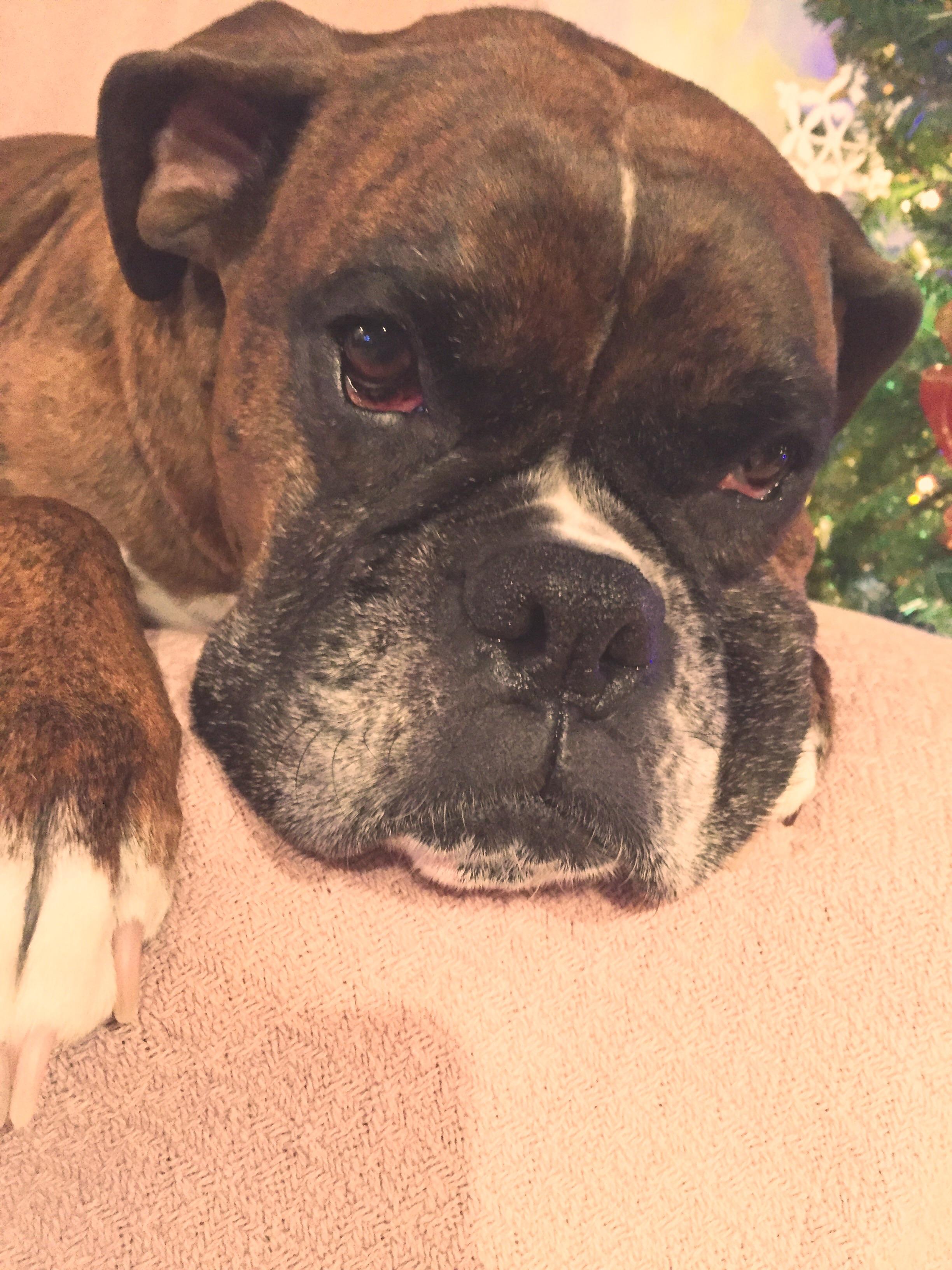 Boxers are vicious? Scary? Evil? Look at this face, this is the face of