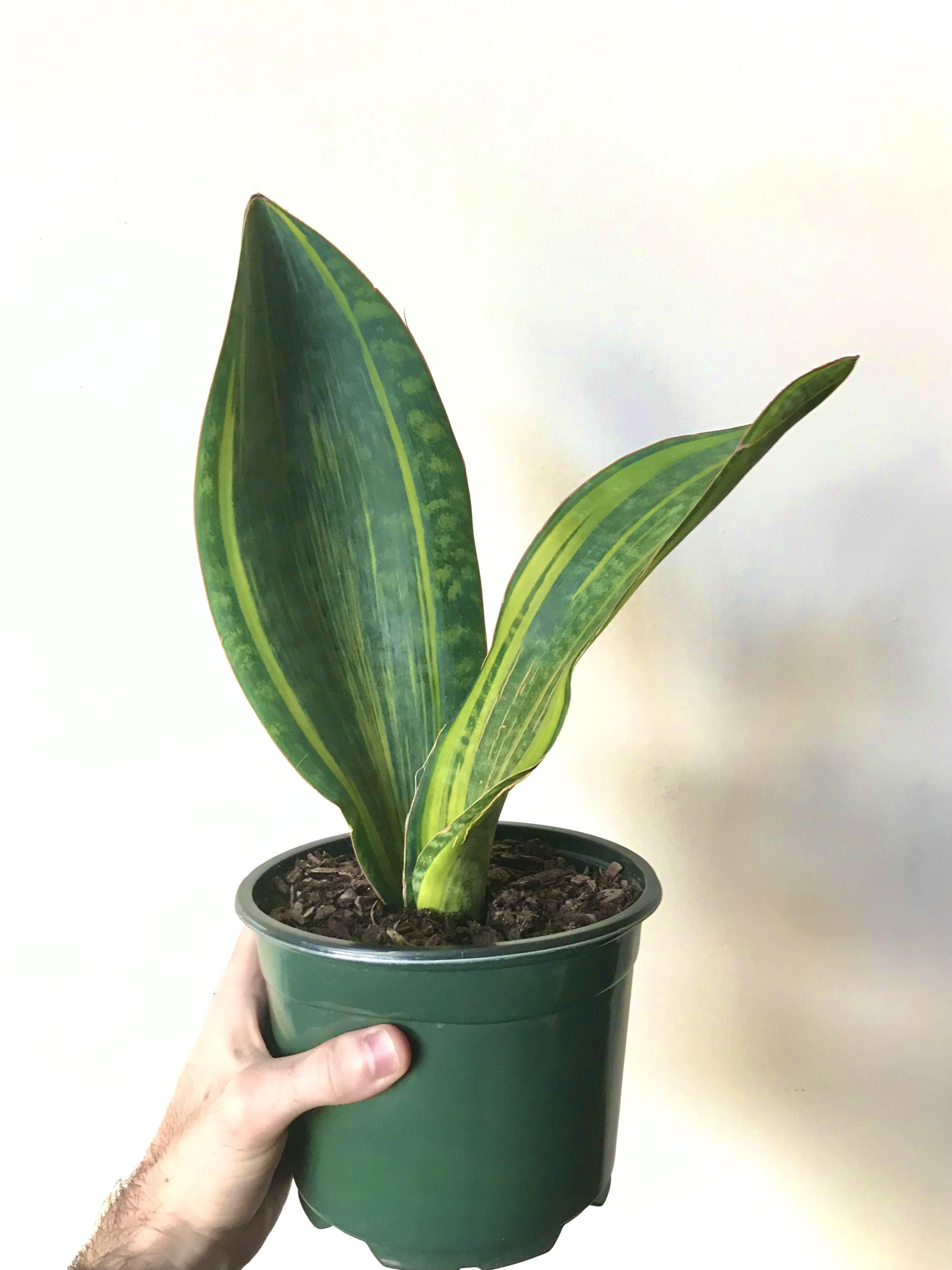 Variegated Sansevieria Masona (Whale Fin Snake Plant) r/RareHouseplants