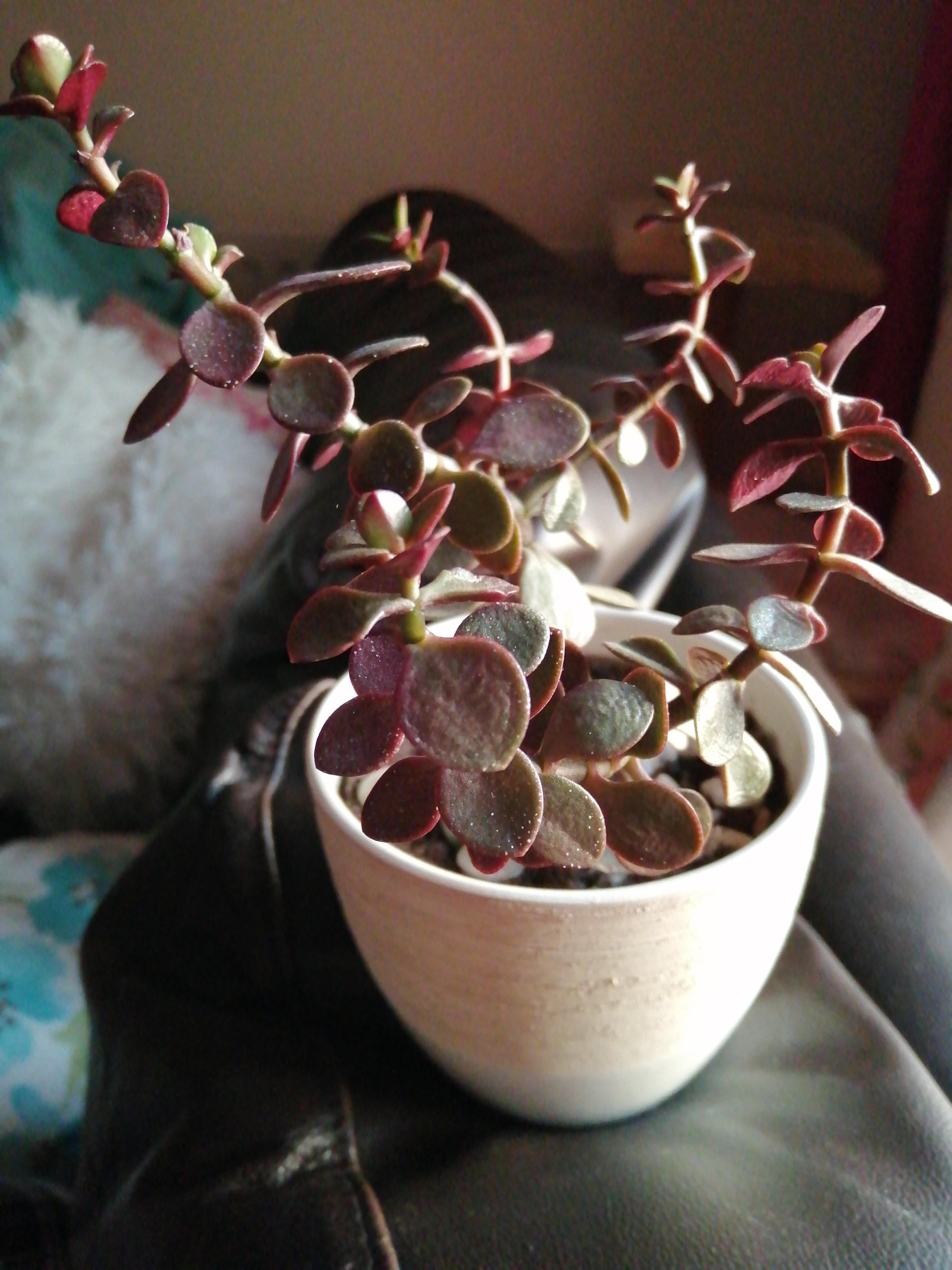 Any idea why my Jade is wilting? r/gardening