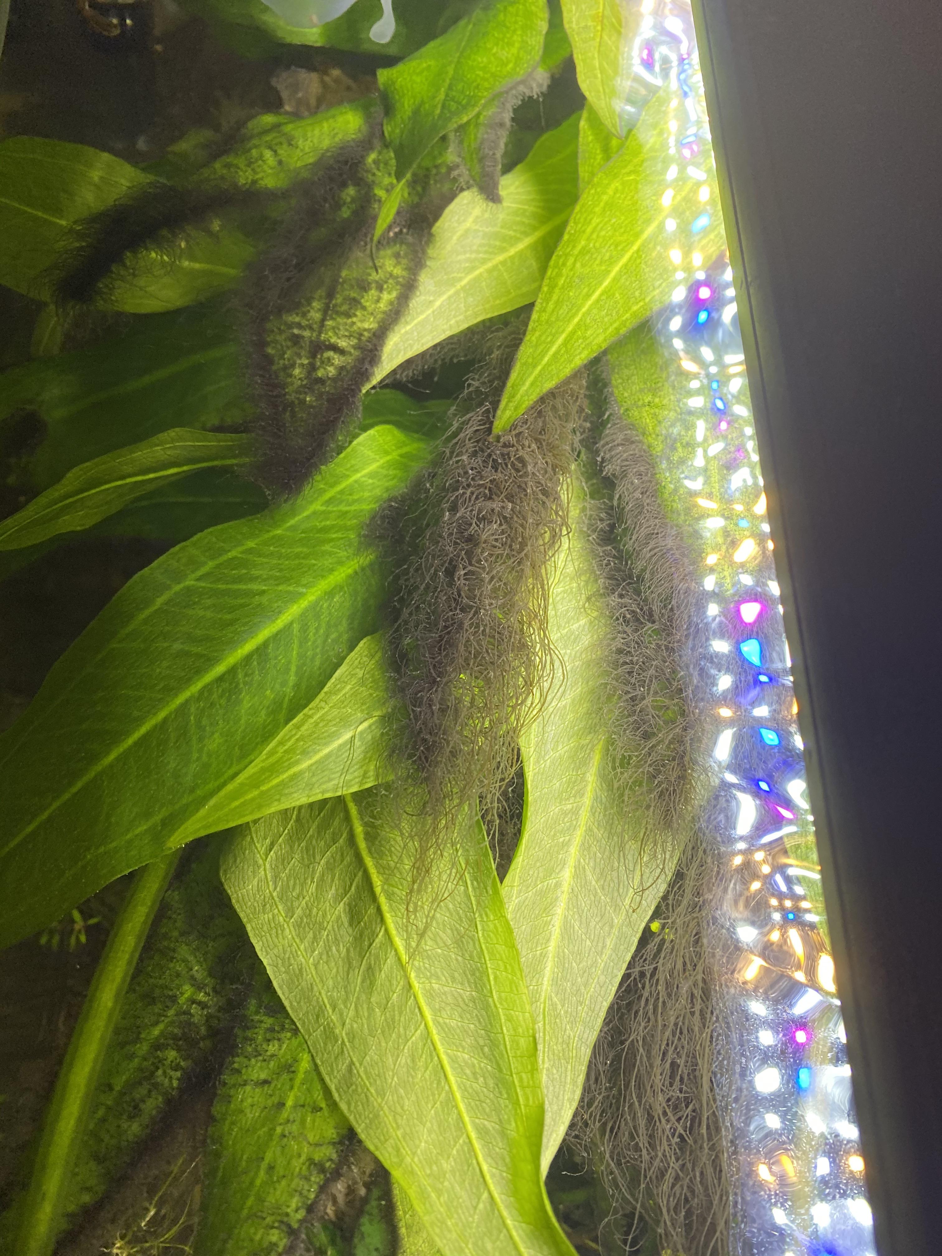 Black hair algae? r/Aquariums