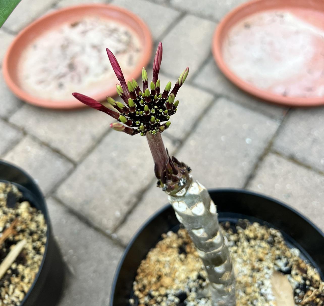 Why does my plumeria only grow flower buds r/Plumeria