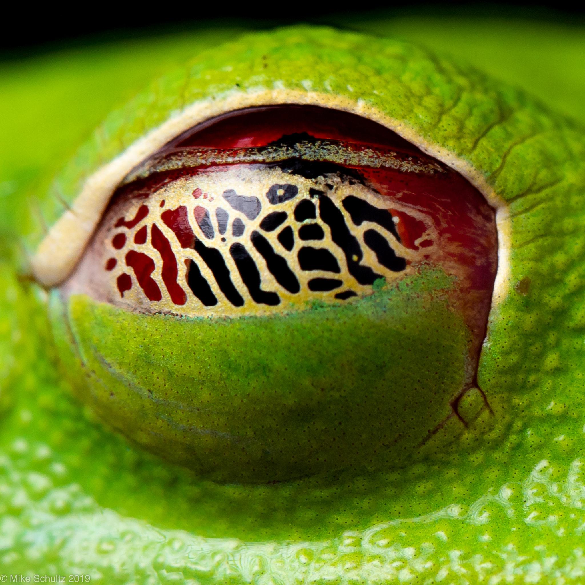 Nictitating Membrane r/herpetology