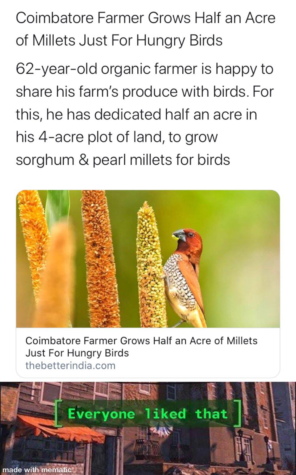 oh you have a bird feeder in your backyard? that's nothing memes