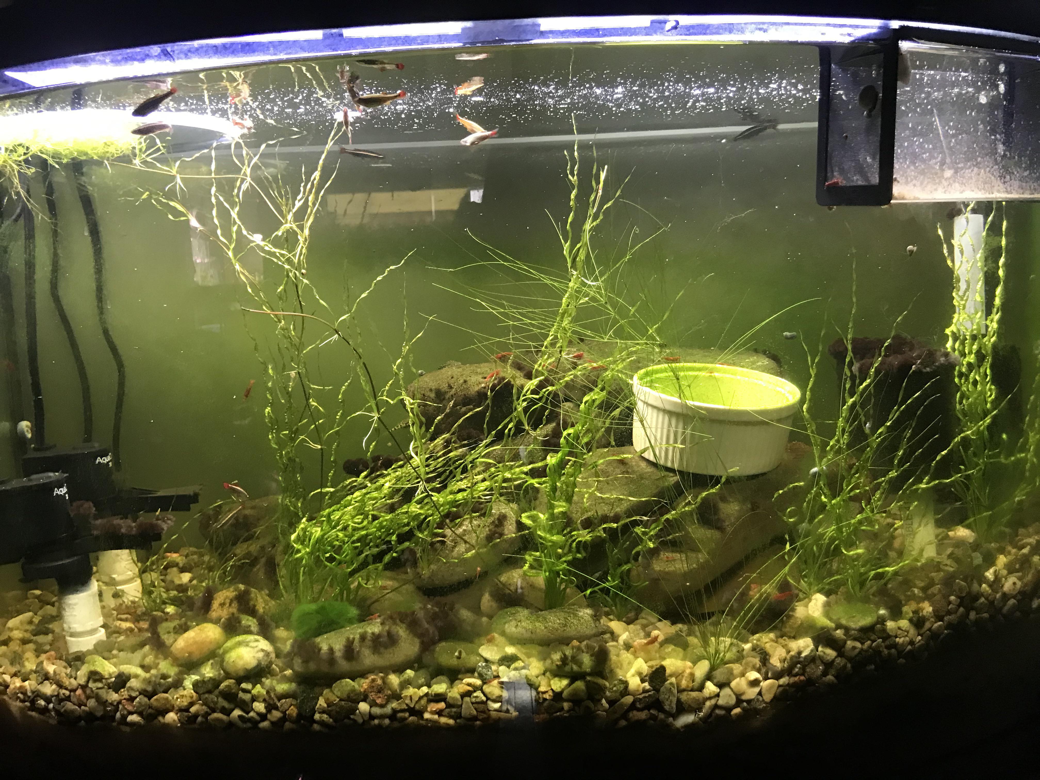 The BBA, hair algae and green spot algae in my tank grow everywhere