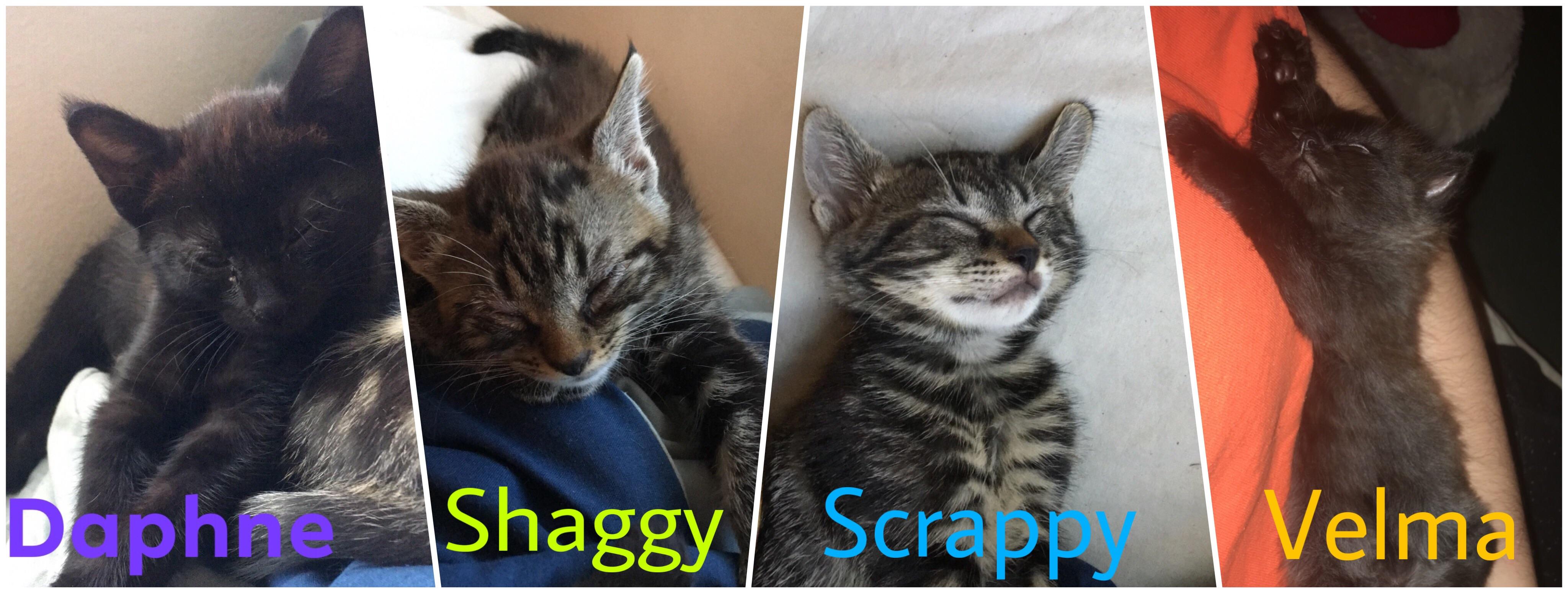 As per request, here are all of the kittens I am currently fostering