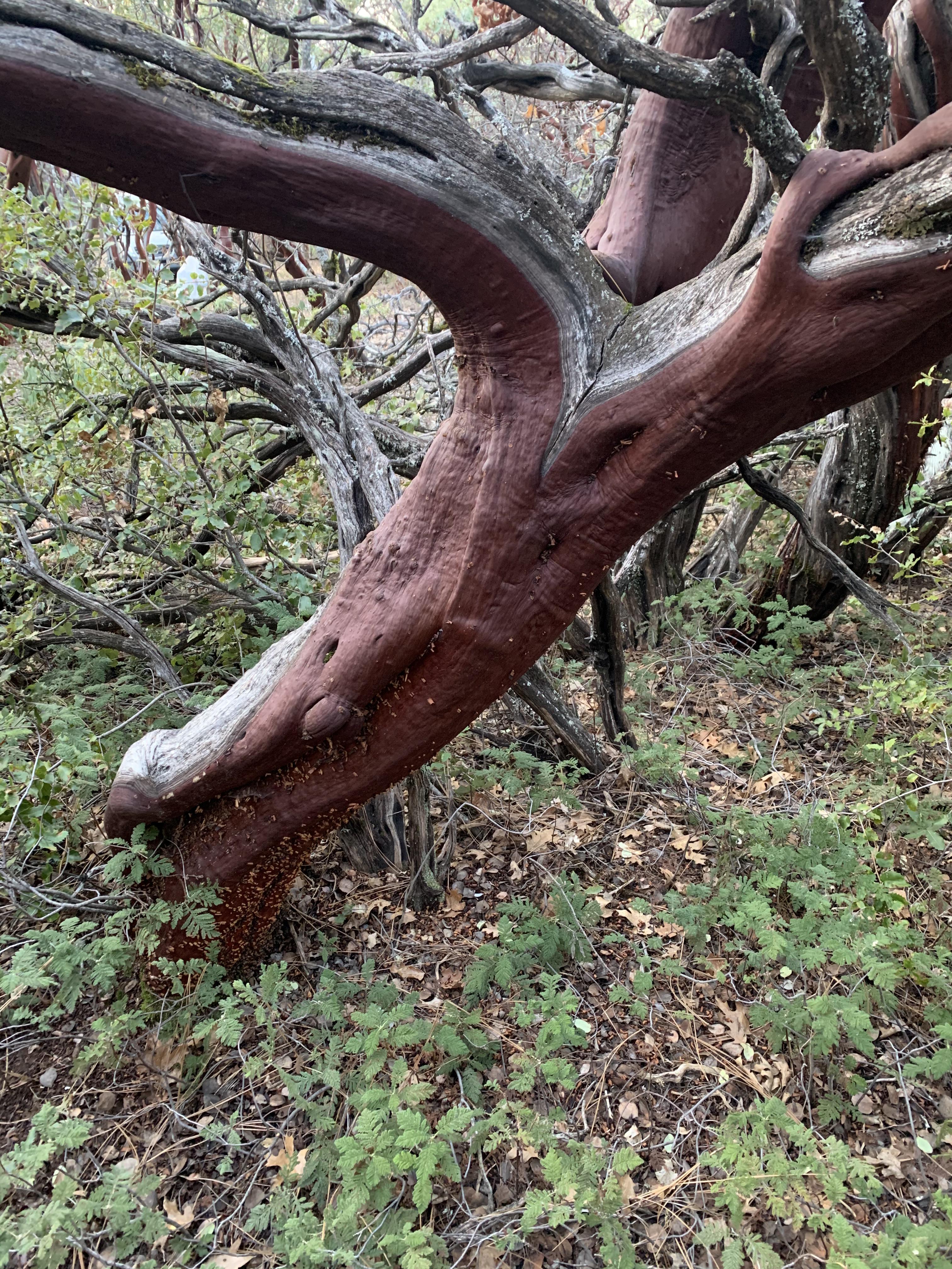 Really old manzanita on my land. Northern California Sierra foothills