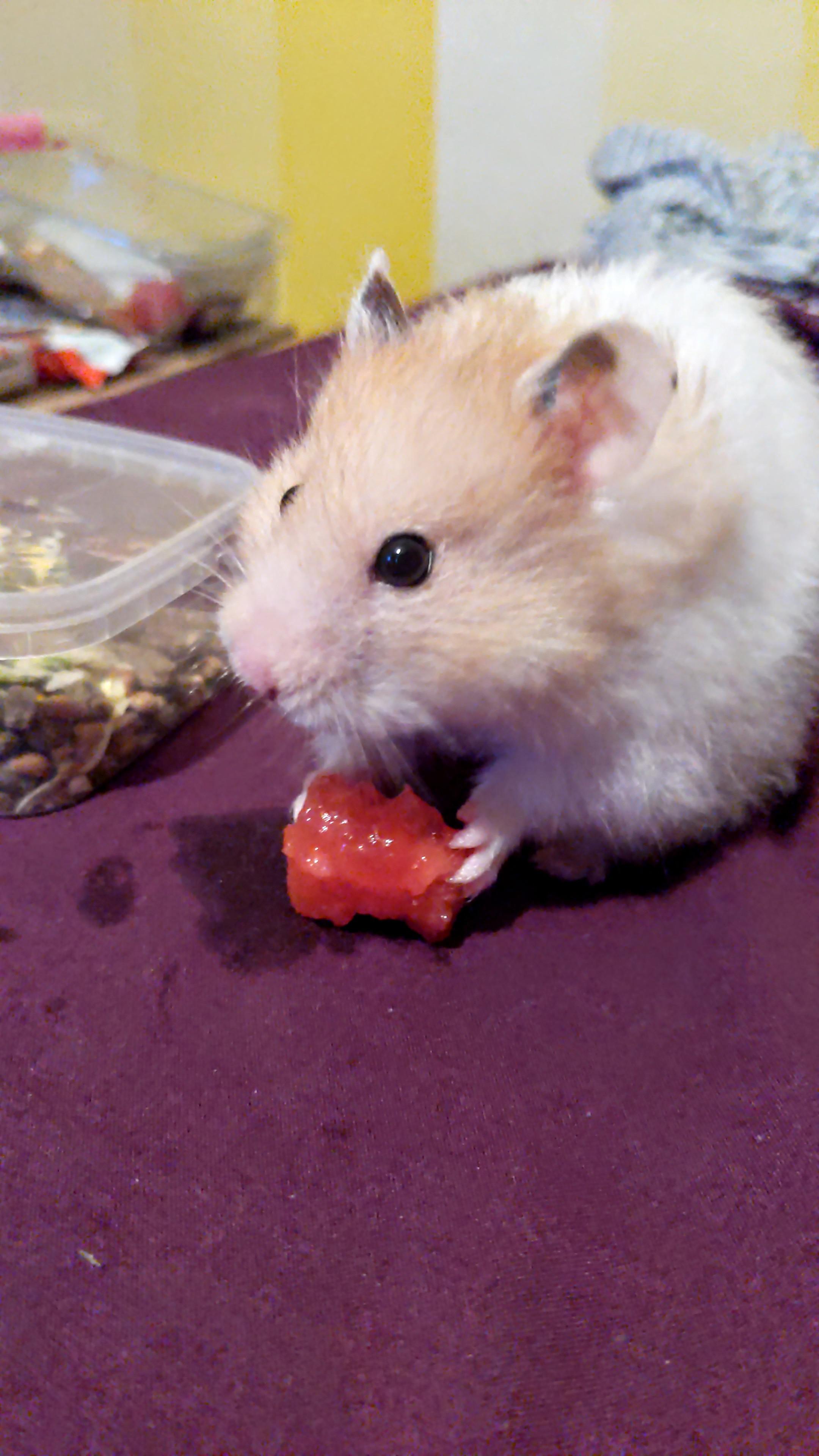 First Time Eating a Watermelon 🍉 r/hamsters