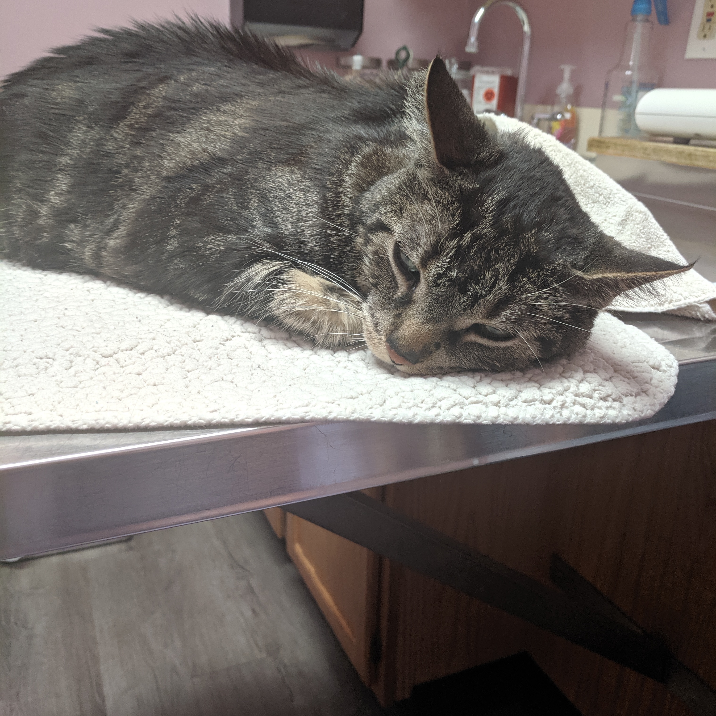 He hates vet visits r/aww