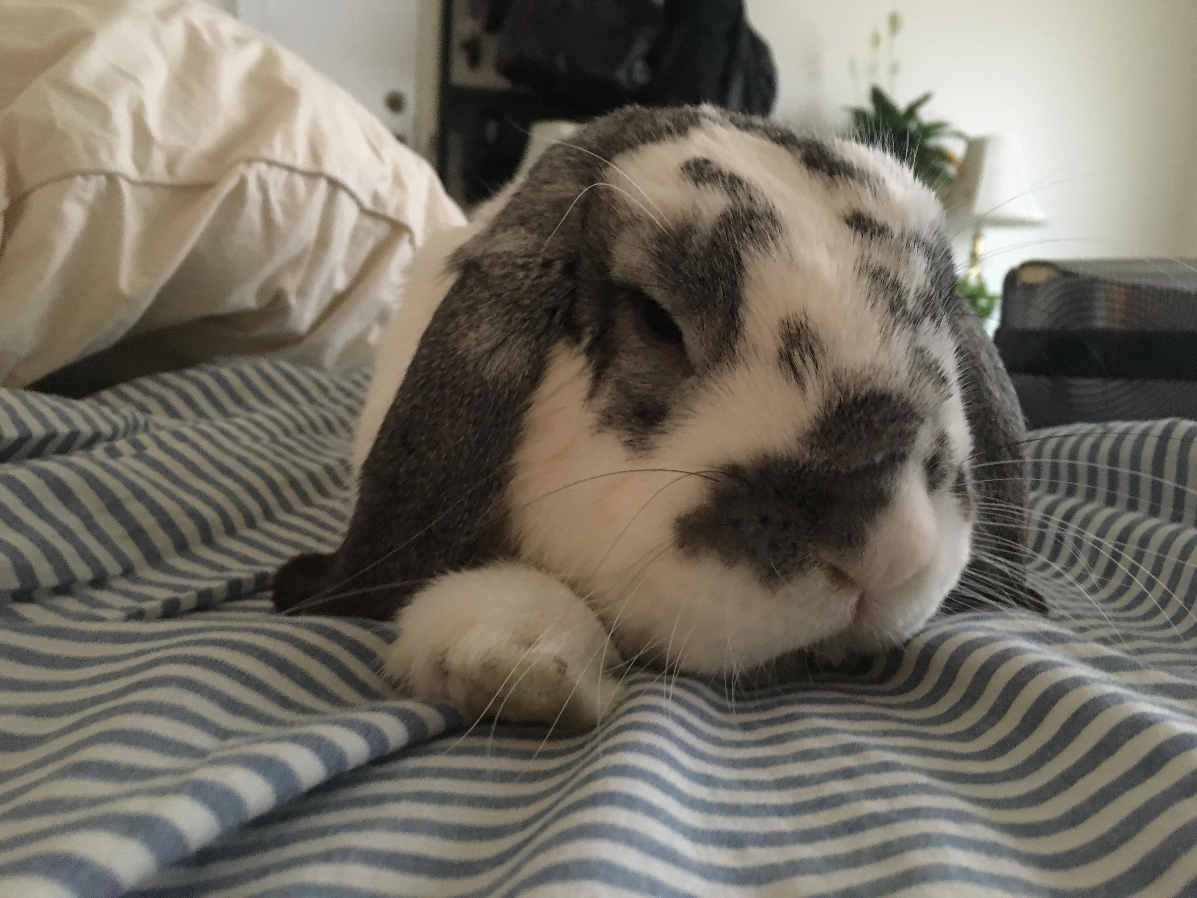 So I adopted a rabbit... and I’m beginning to think they’re the perfect