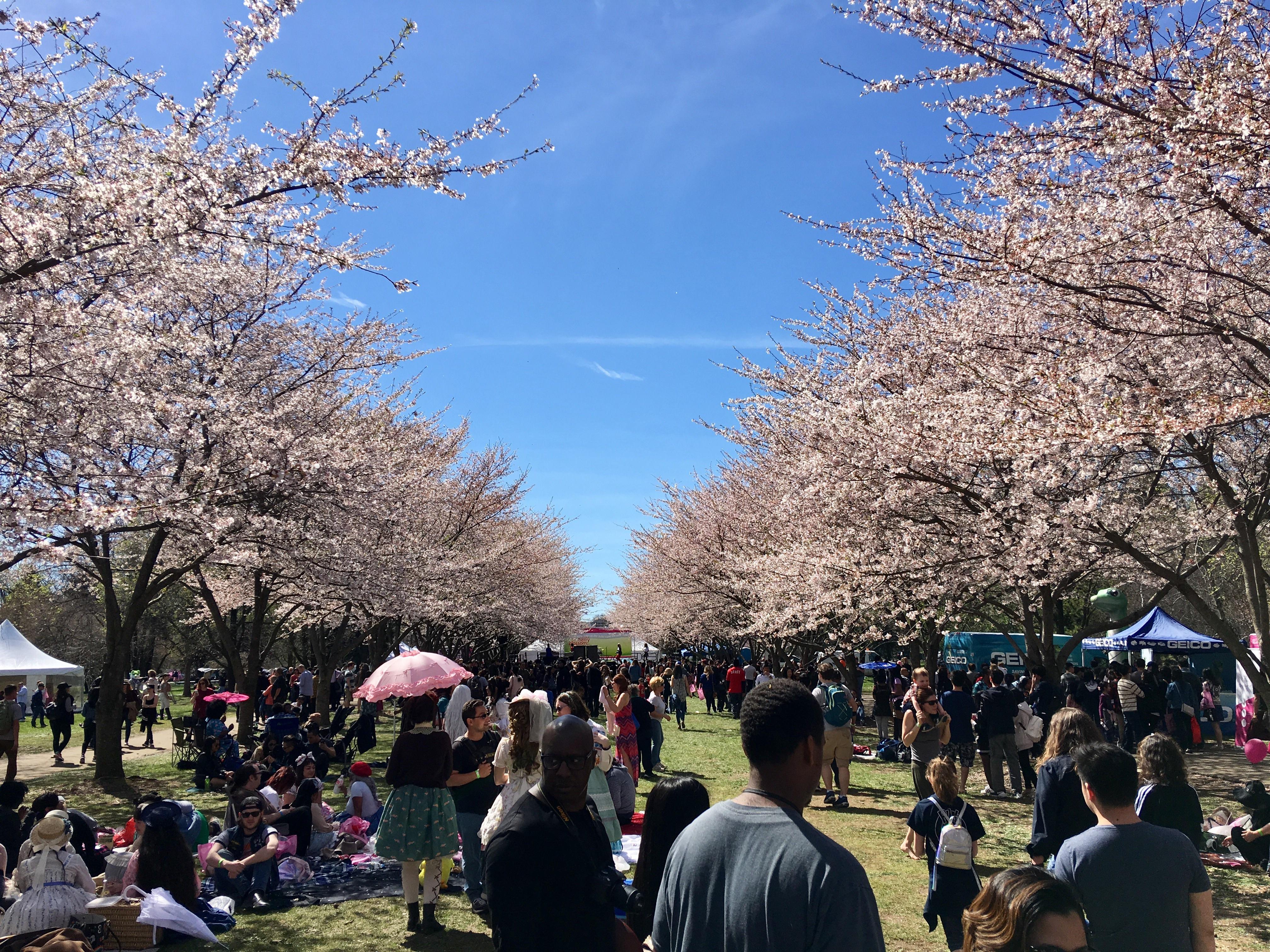 109 best Cherry Blossom Festival images on Pholder Washingtondc, Pics