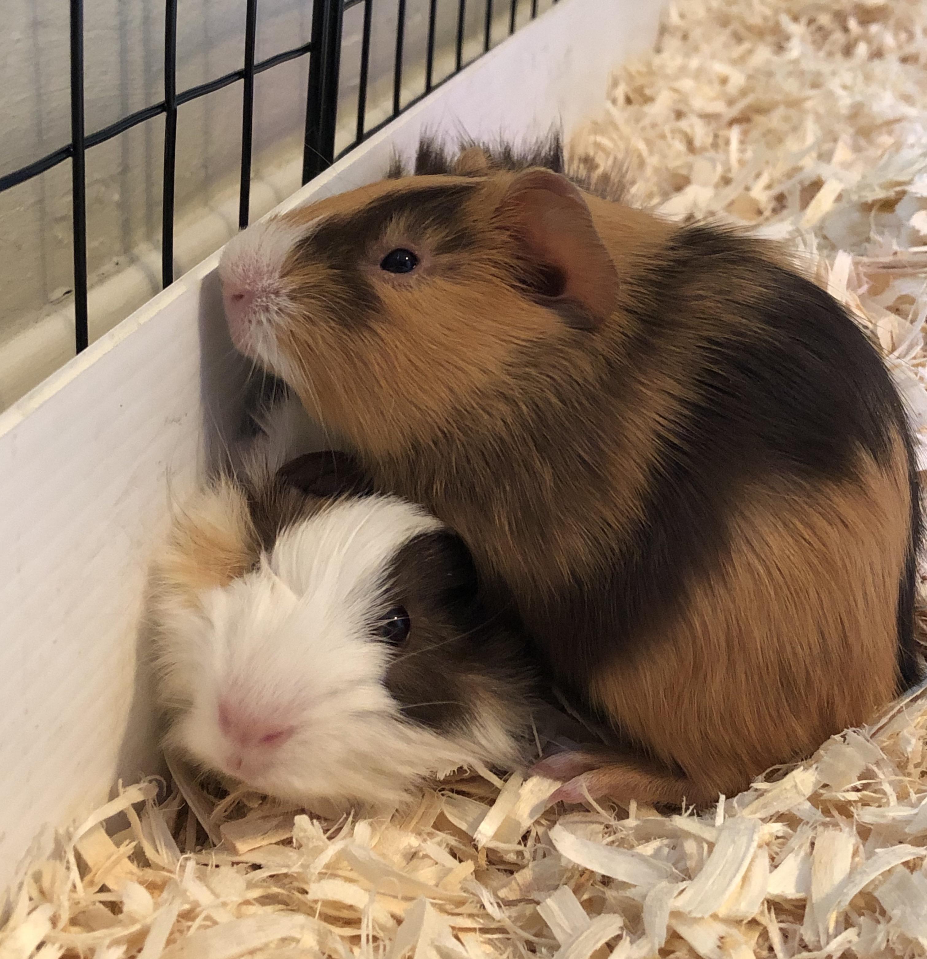 My first guinea pigs in many years! Waffles and Pancake are a little shy but are starting to