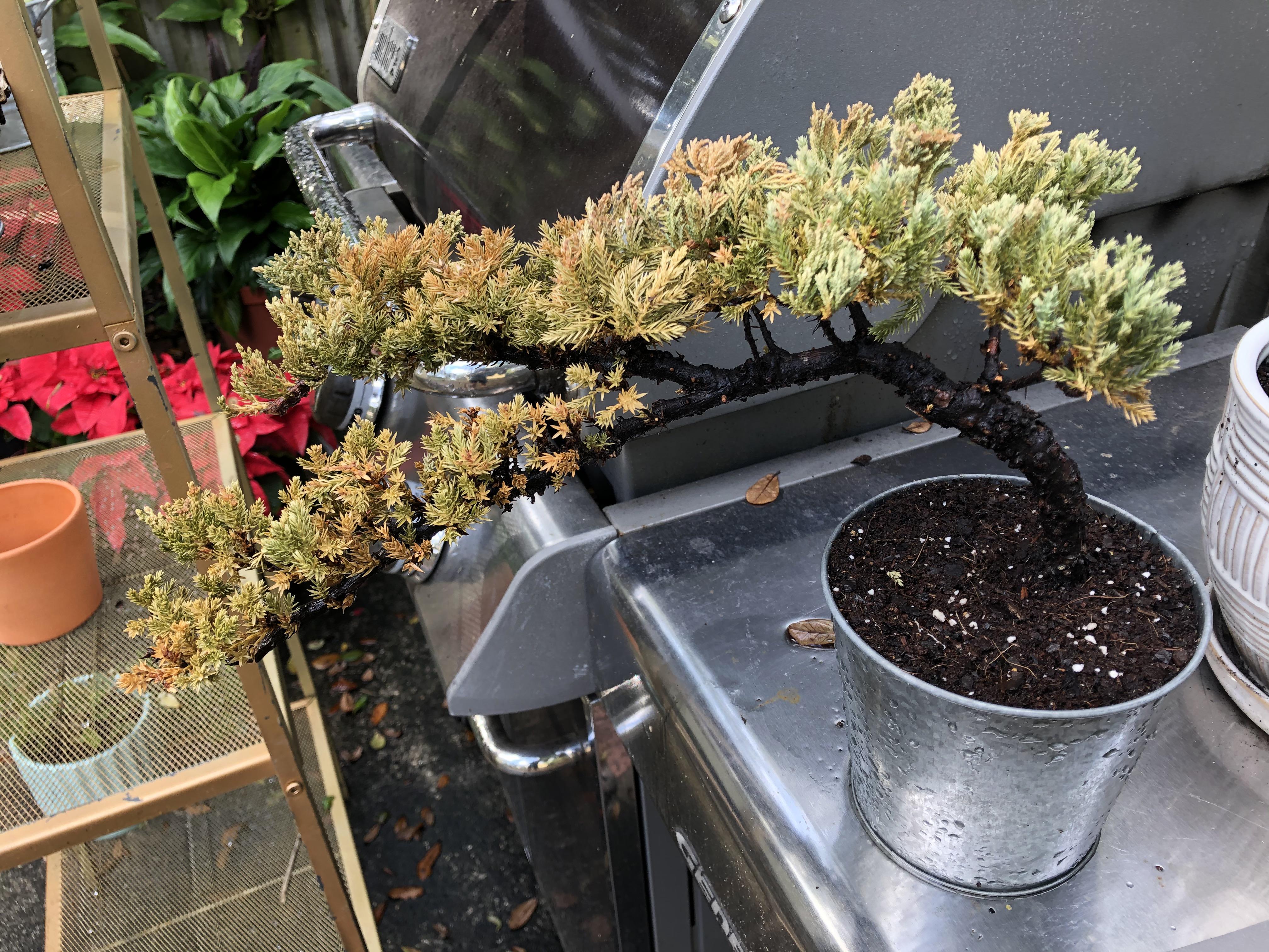 Is my Juniper dying or is this natural dormancy? r/Bonsai
