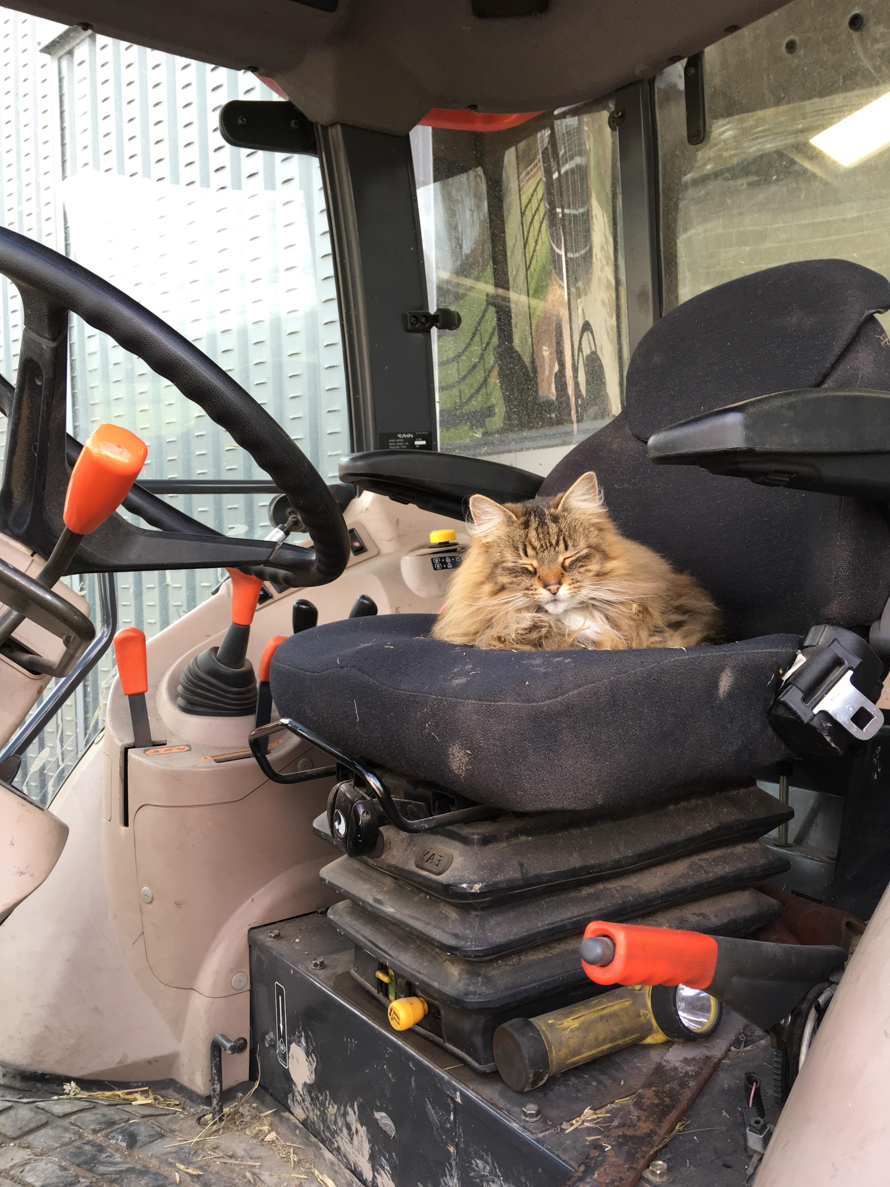 Farm cat taking her role to new levels! Now if only she could drive the