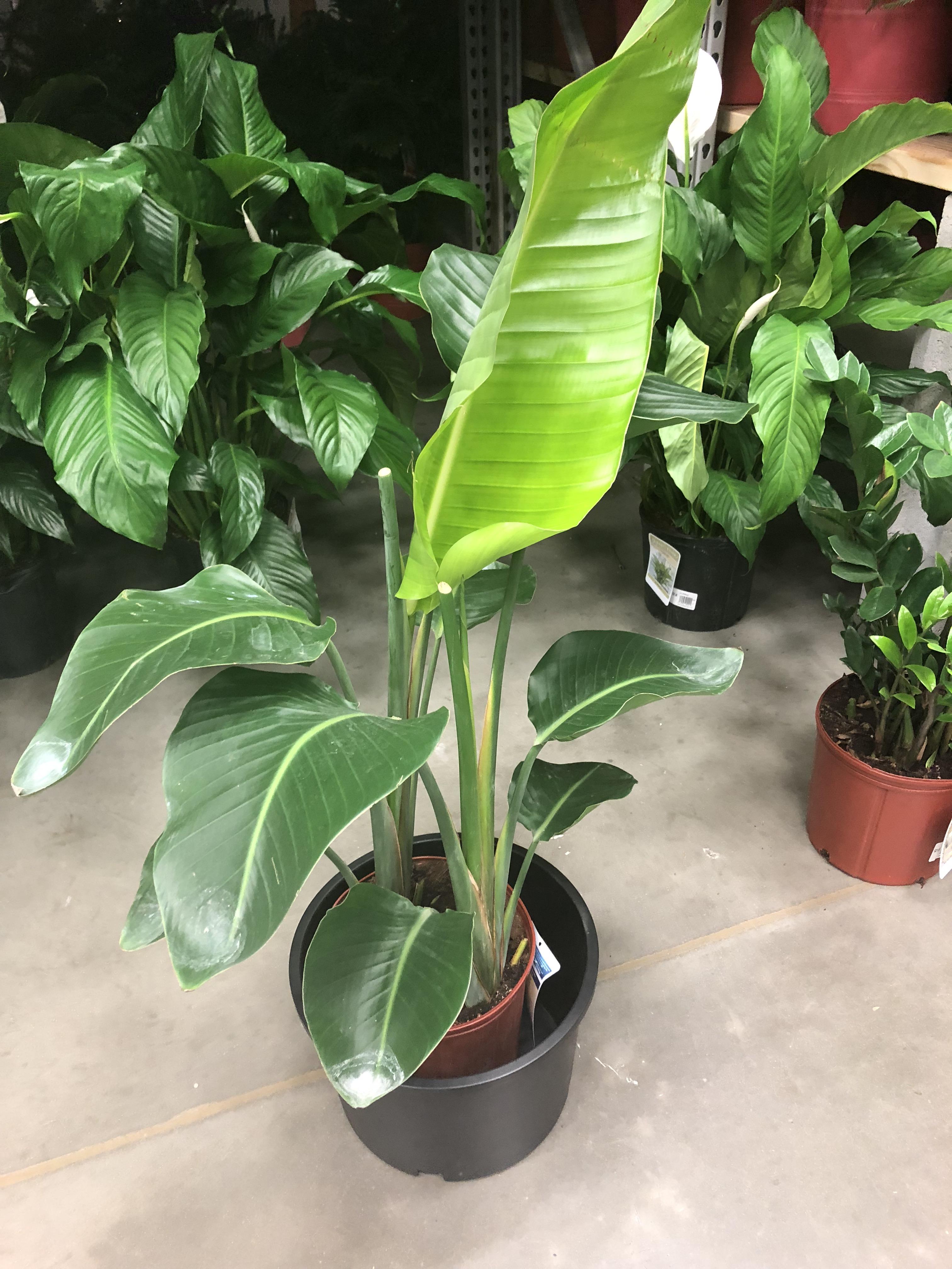 Found a birds of paradise in Lowe’s 😍I’m lucky