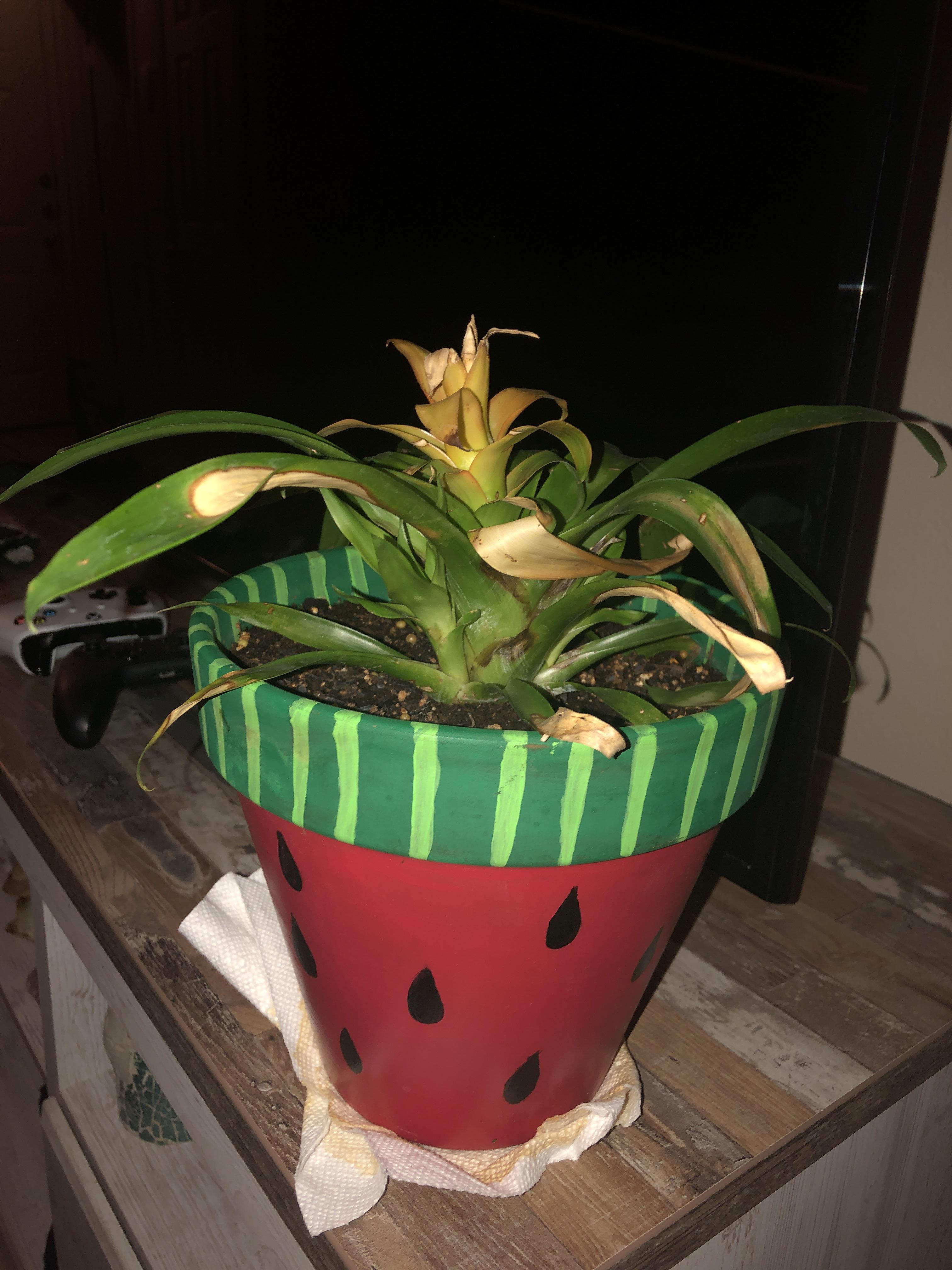 Plant is dying and I don’t know what to do?! I’m also not sure what