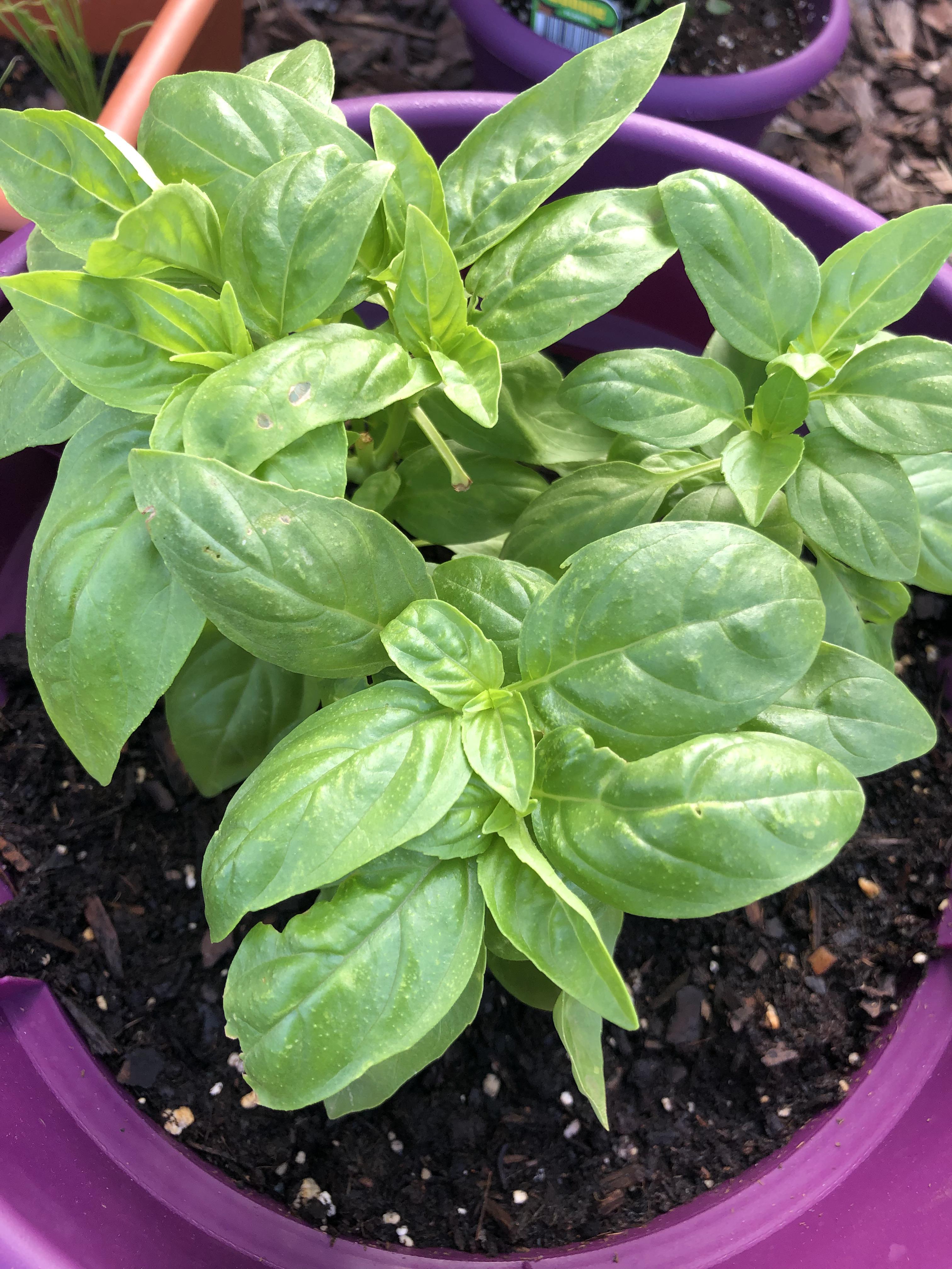 What is happening to my basil leaves? They have a bumpy texture with