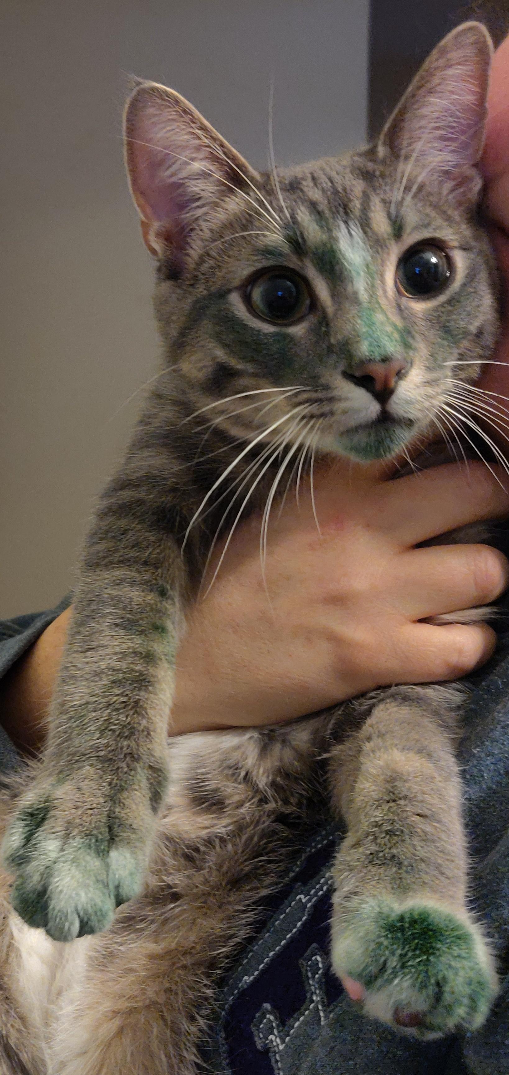 Cats like spirulina, apparently r/aww