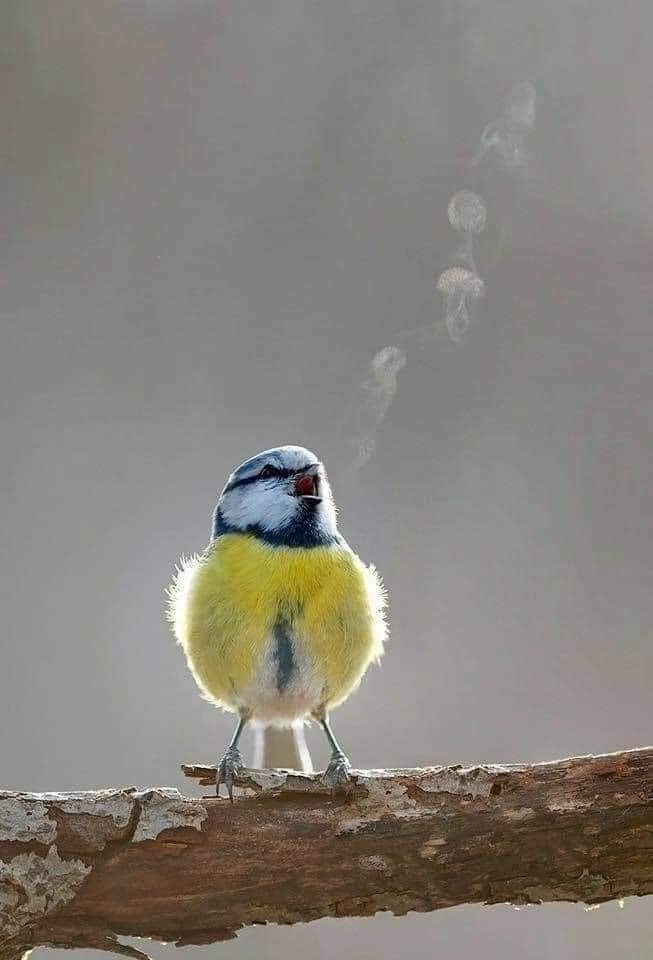 🔥 Merry Christmas with this bird whose cold makes the song visible