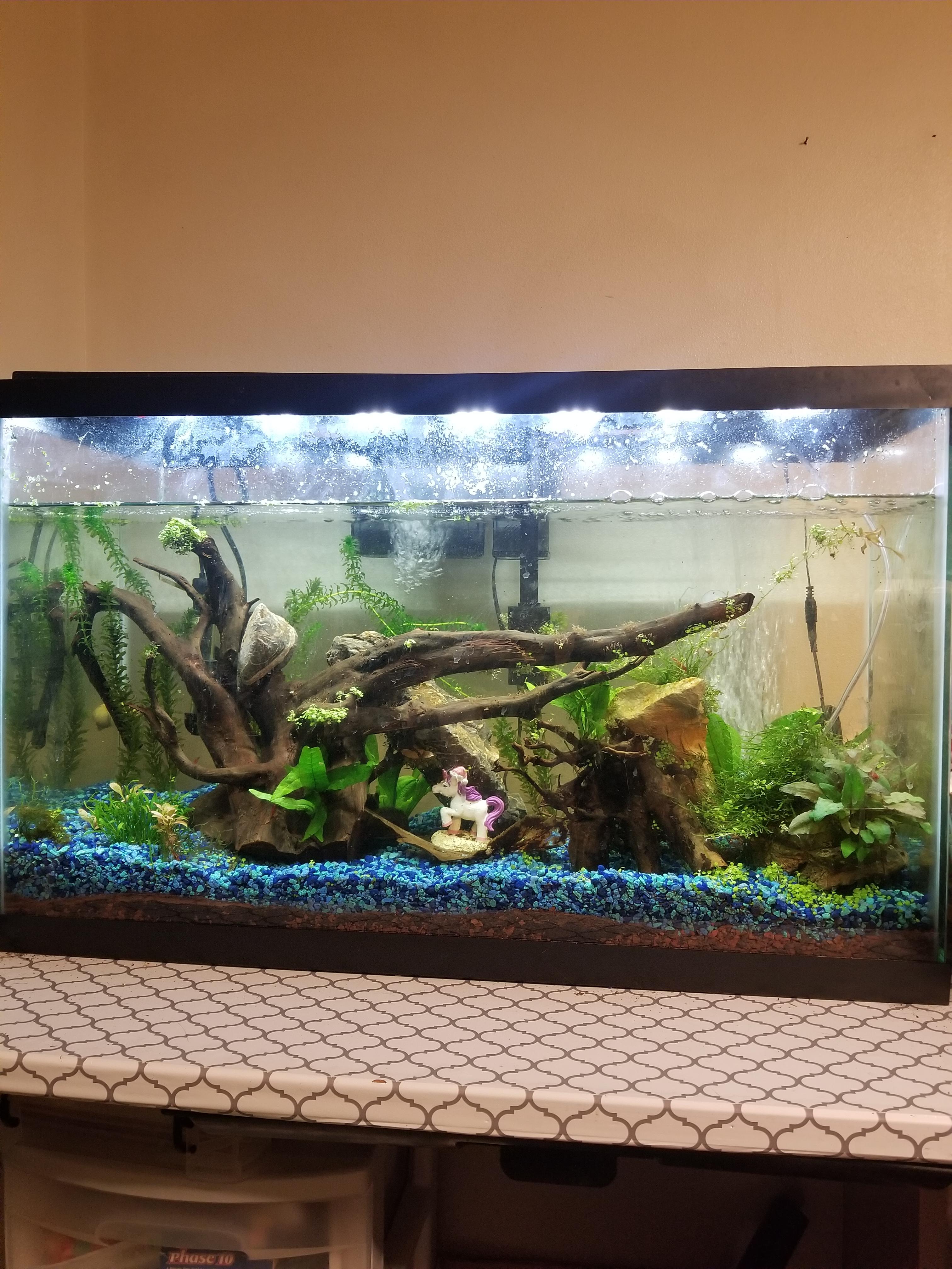 My 29 planted tank with 14 cherry shrimp, 3 mystery snails, a nerite