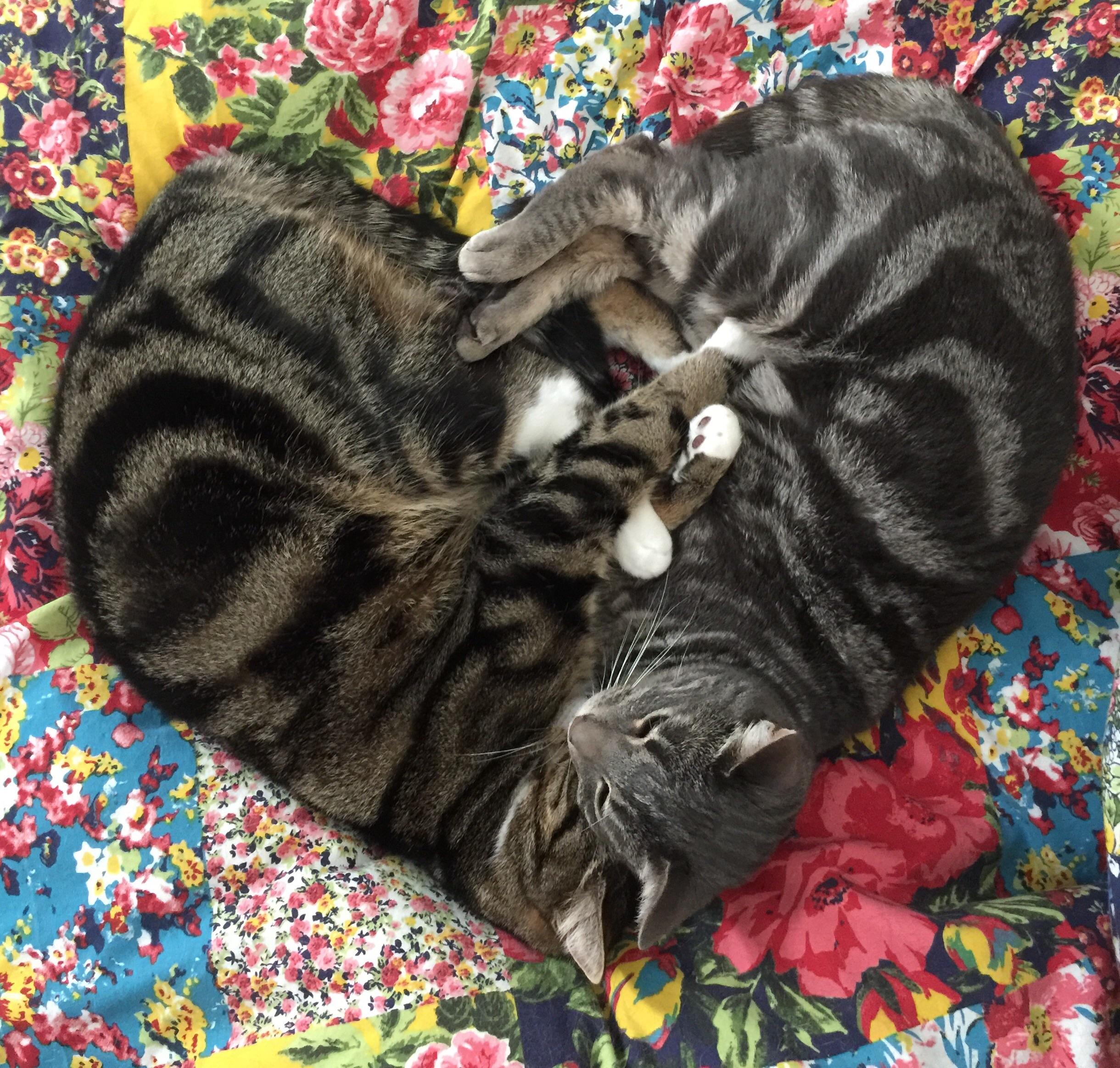 I heart cats cats