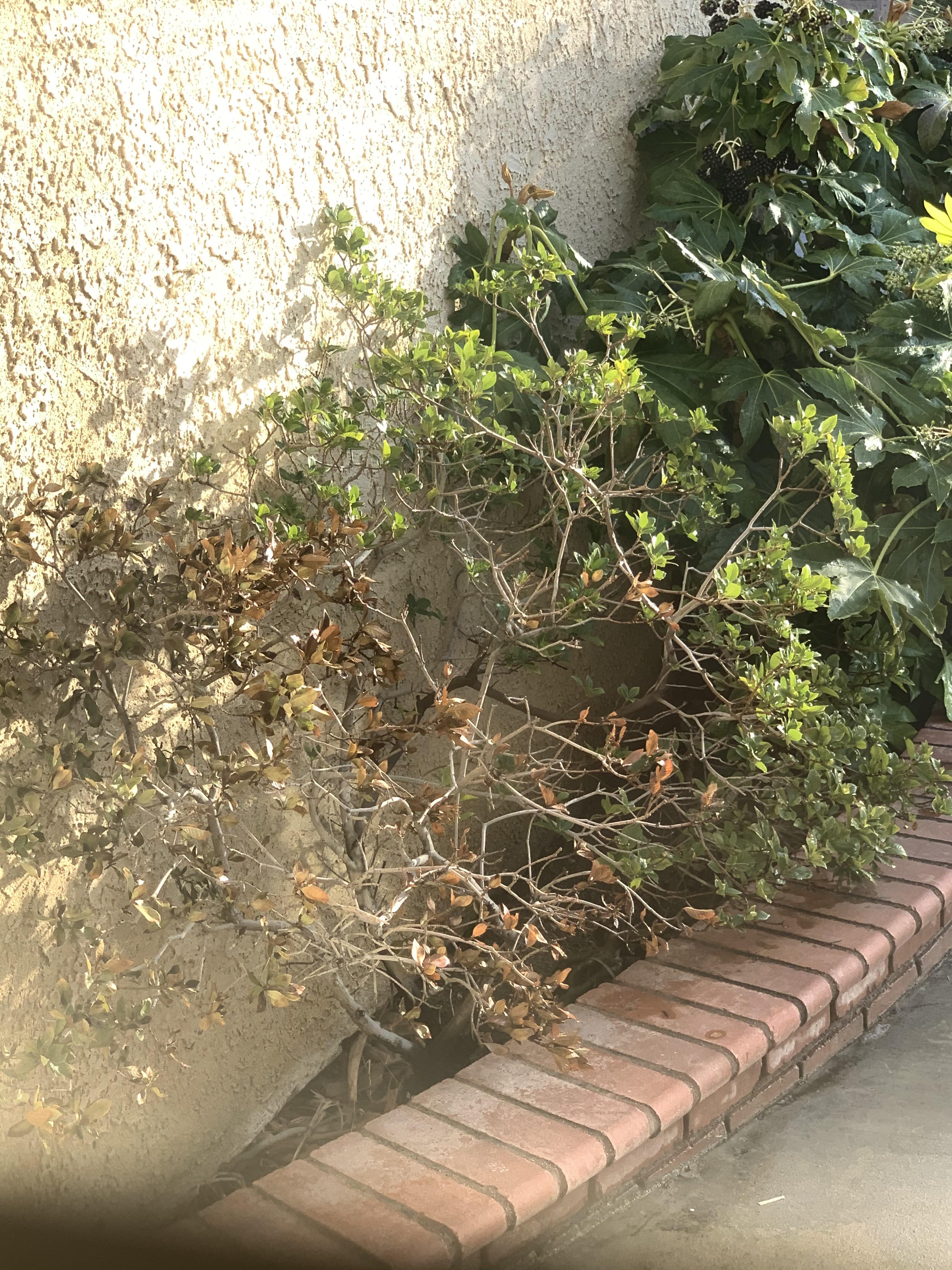 Anyone know why my gardenia bush is dying? It’s been getting plenty of