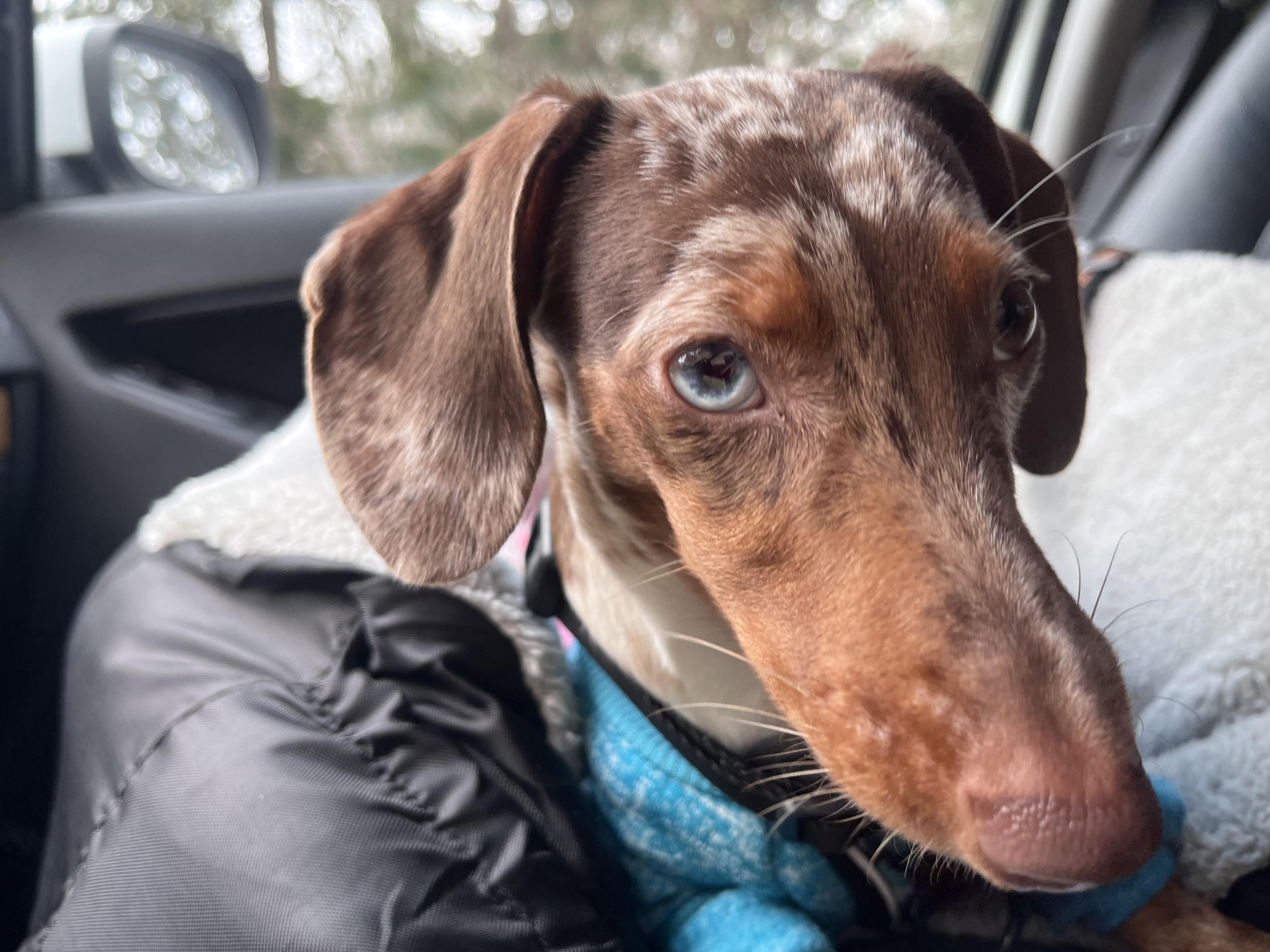 She has the prettiest eye colors 👁💙🤎 r/dachshunds