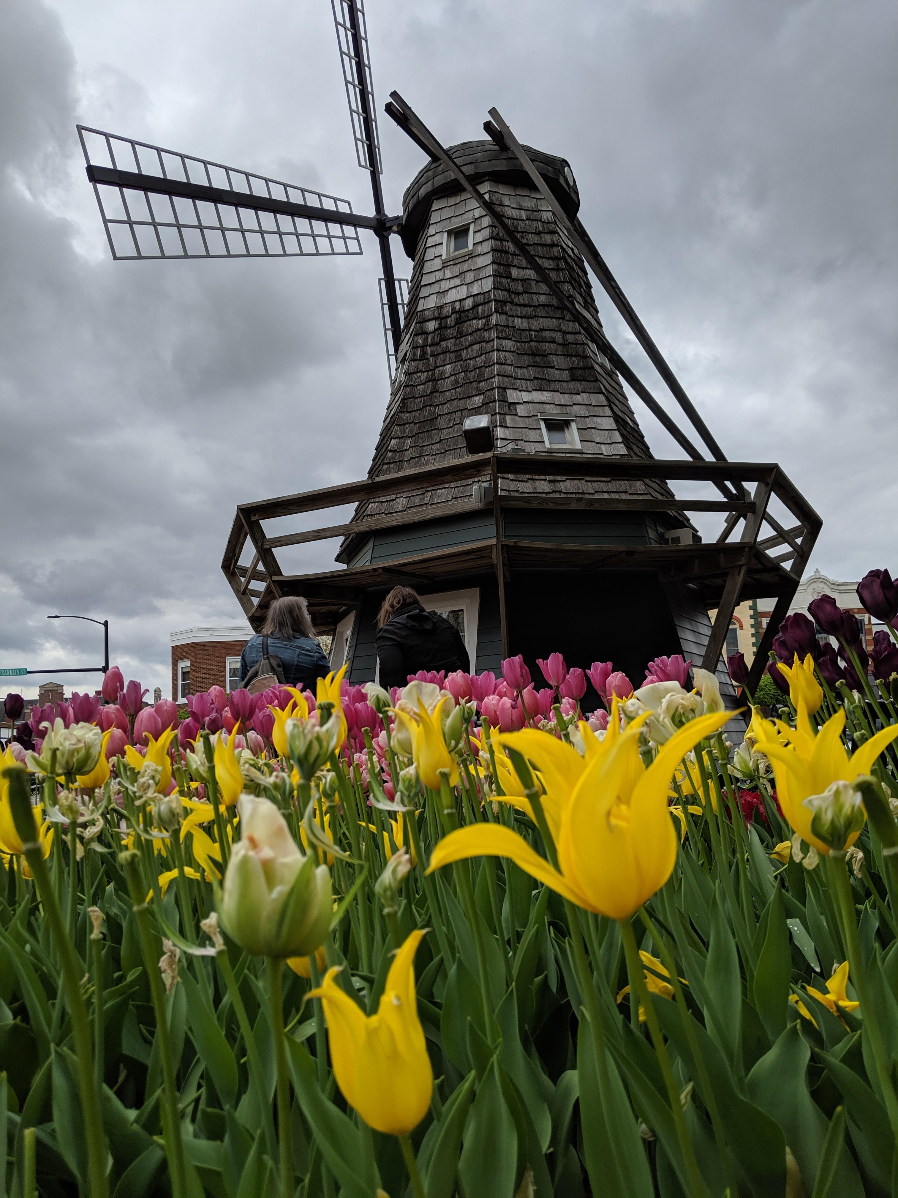 A favorite from a wonderful visit to Pella, Iowa. r/flowers