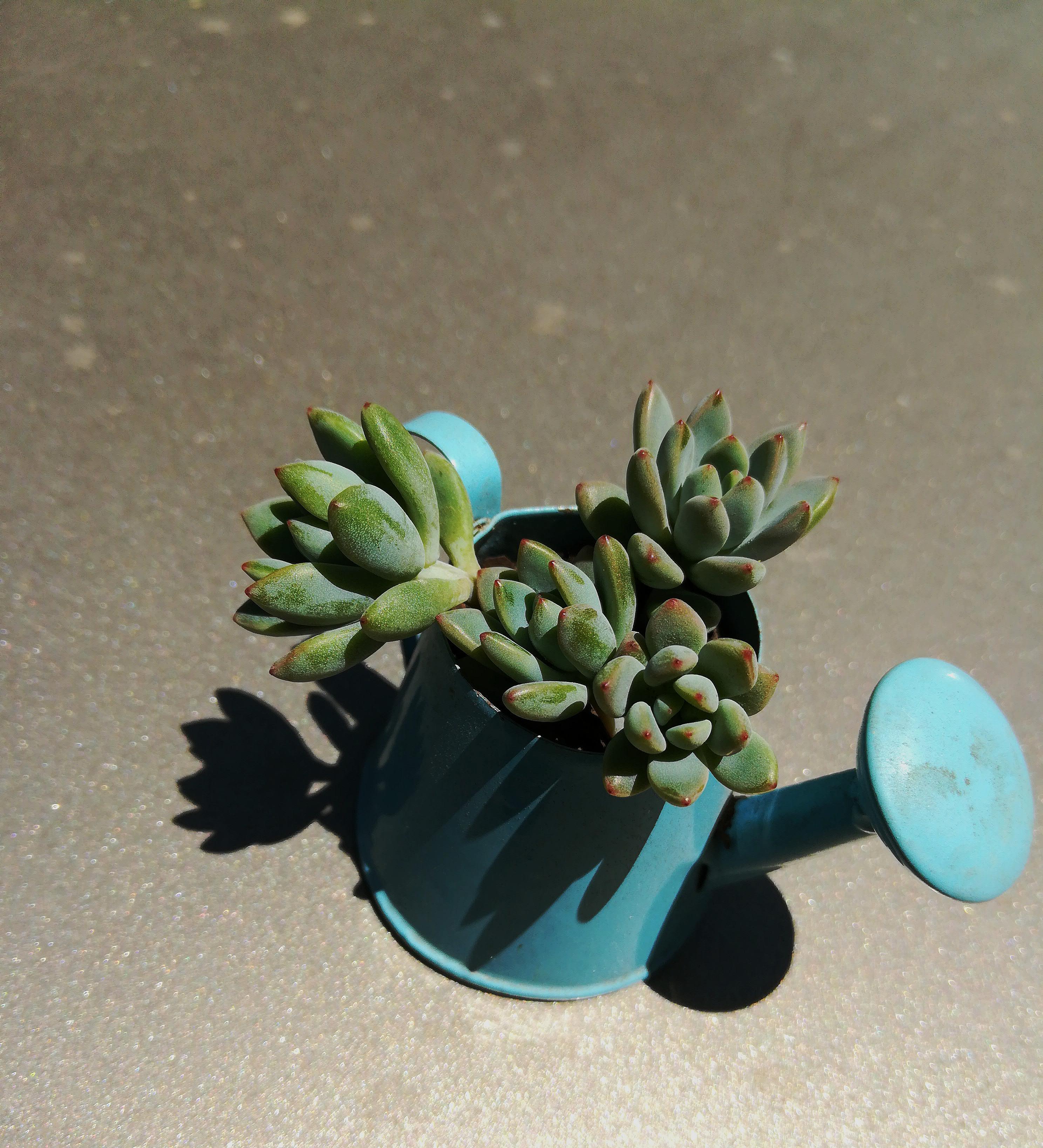 Does anyone need water? succulents