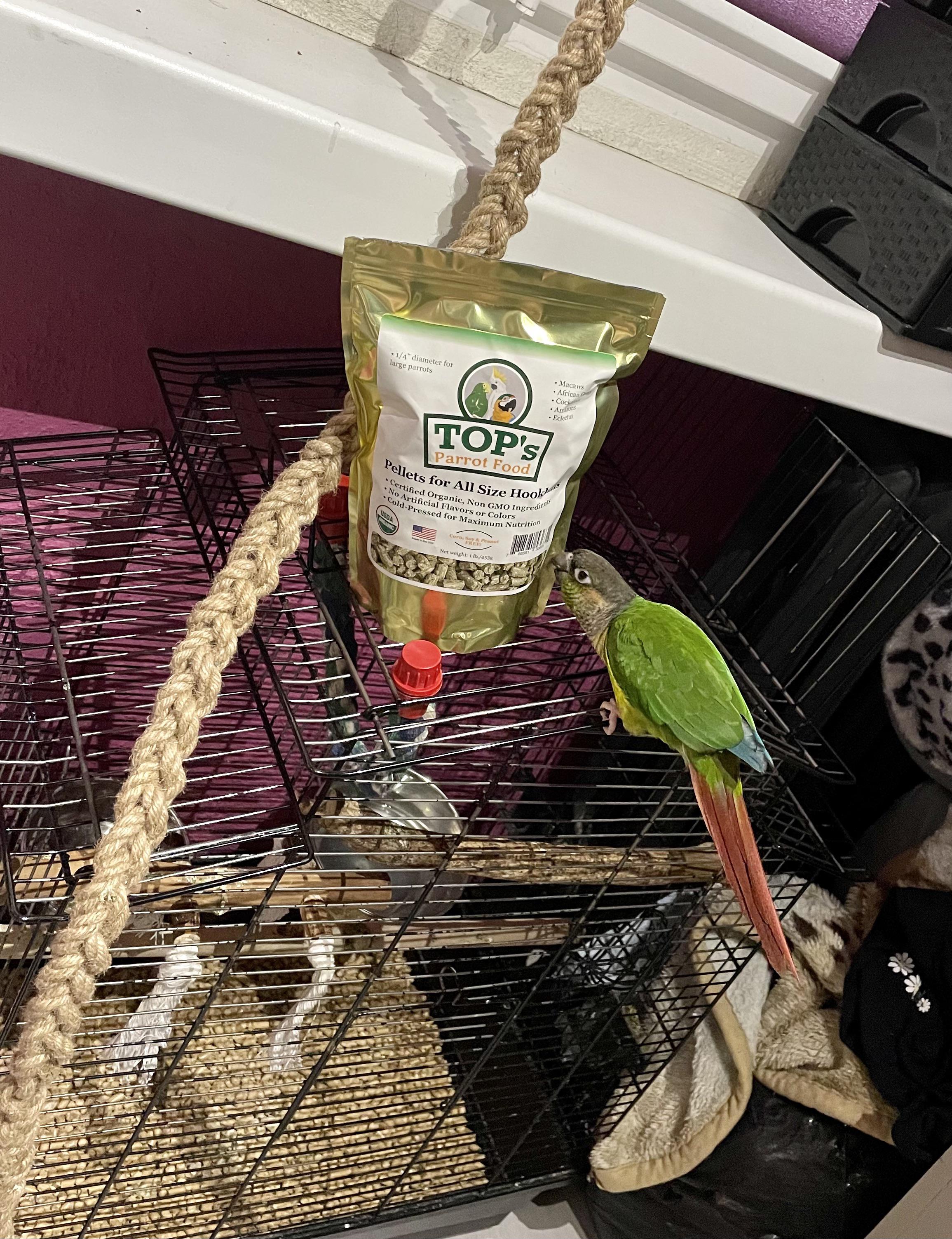 Hi all. Any ideas how to teach him to eat pellet r/parrots