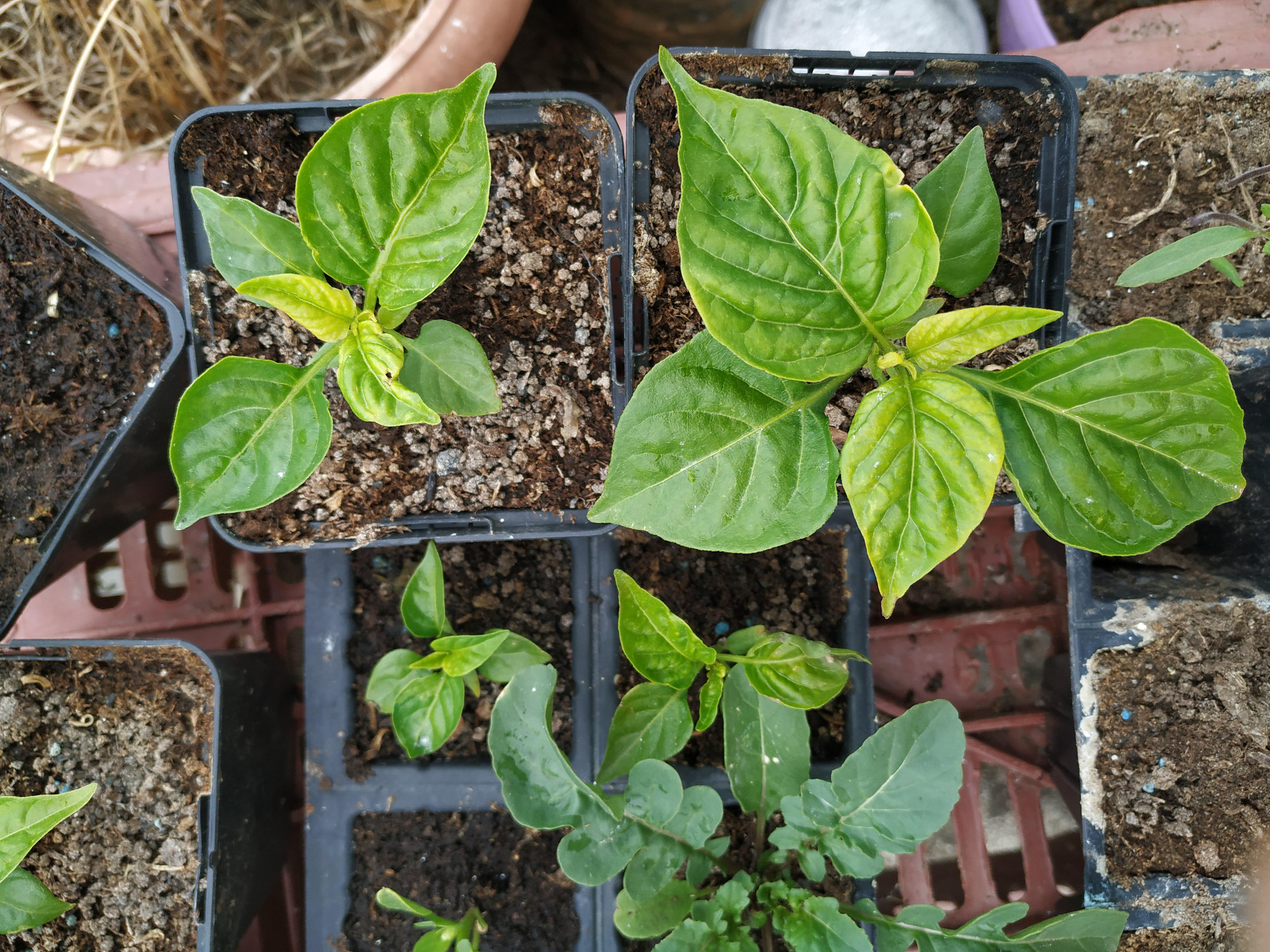 Carolina Reaper seedlings yellow leaves r/gardening