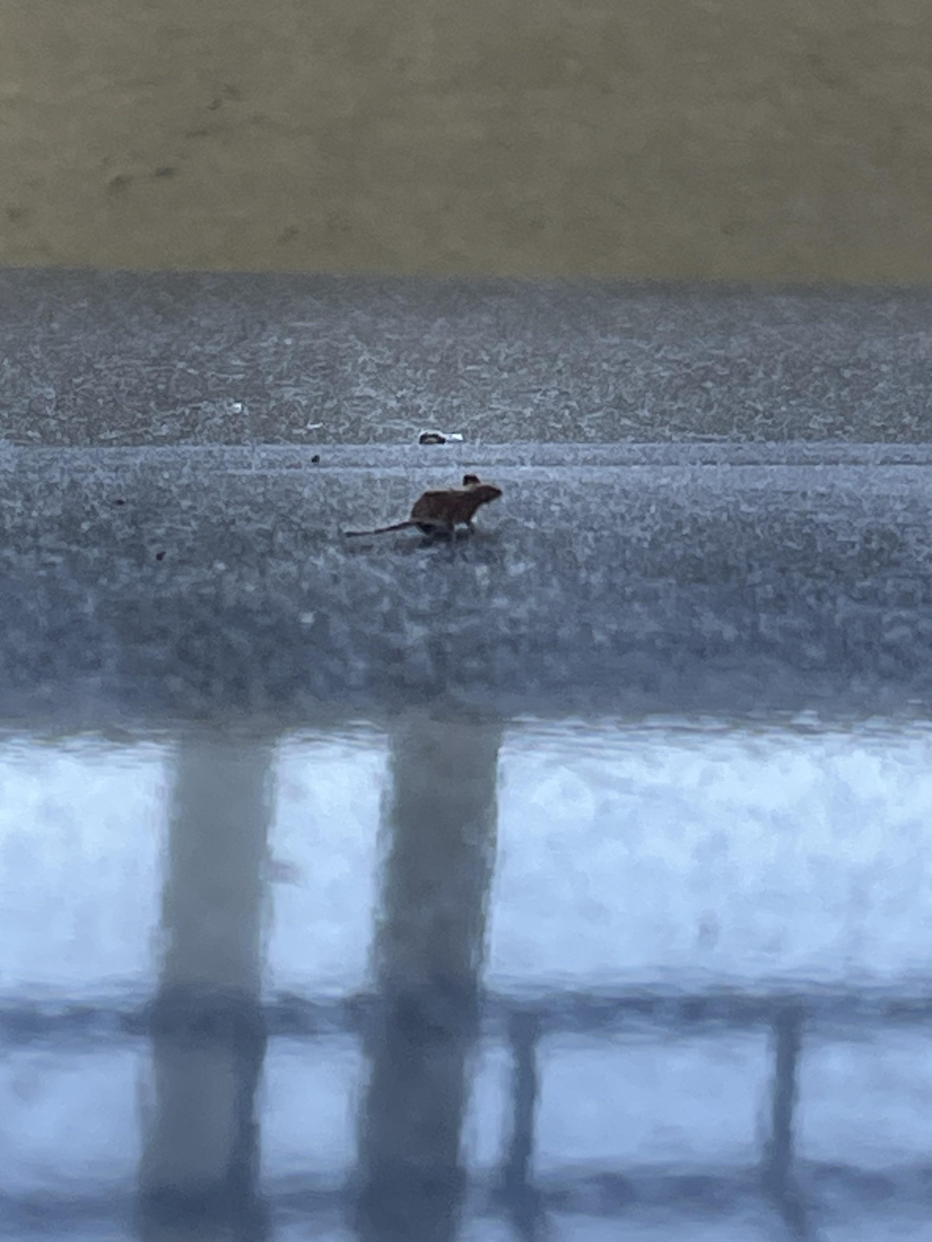 Found a dust mouse while cleaning : r/mildlyinteresting