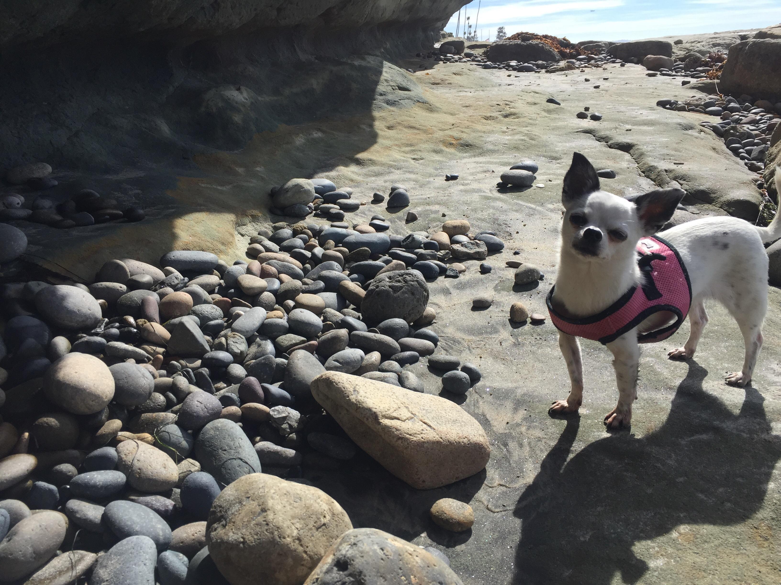 Willow on her first ocean adventure at an off leash dog beach in CA. r/Chihuahua