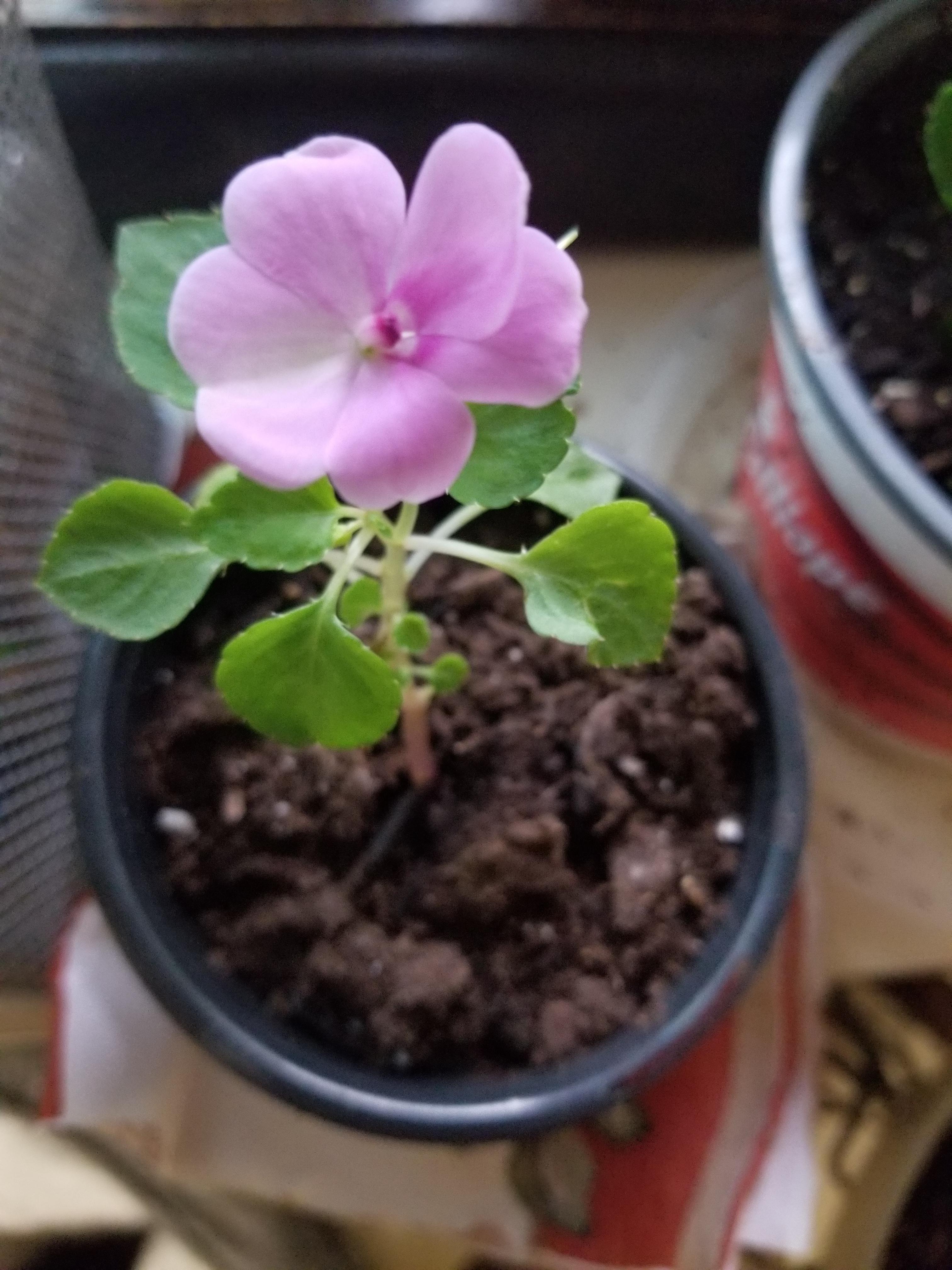I'm growing impatiens for the fall and winter on my window sill over