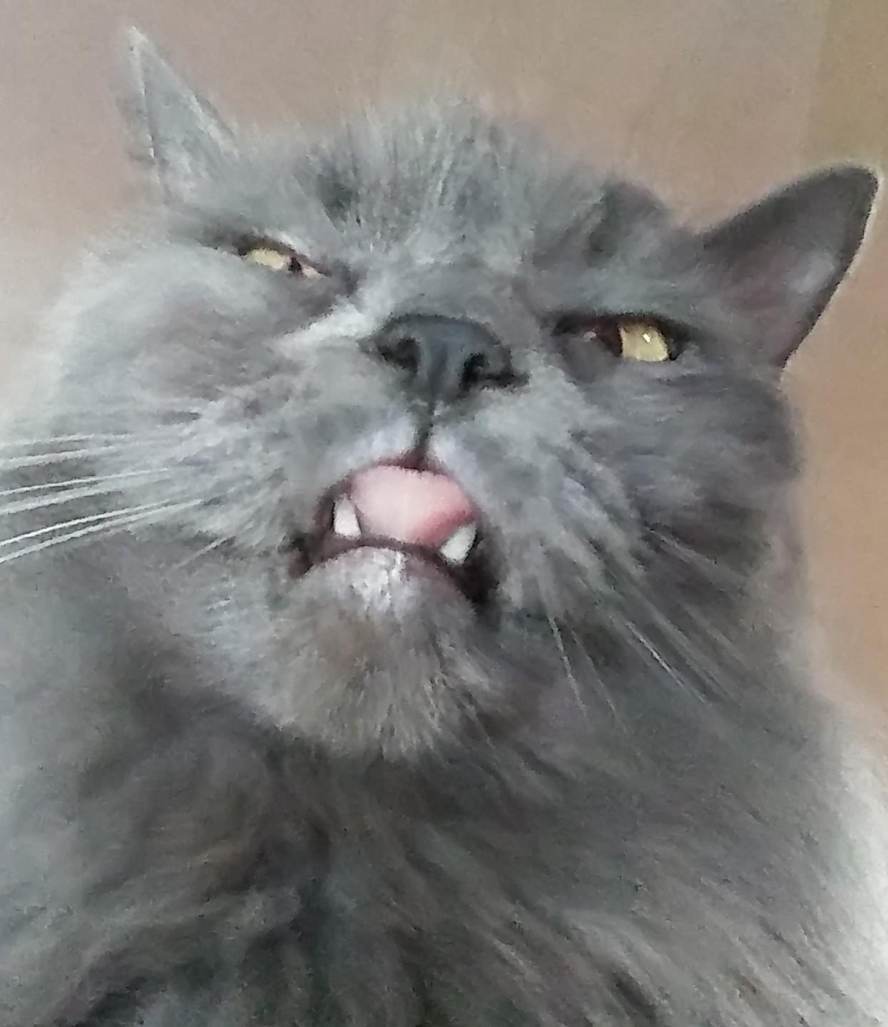 My cat is very expressive. r/cats
