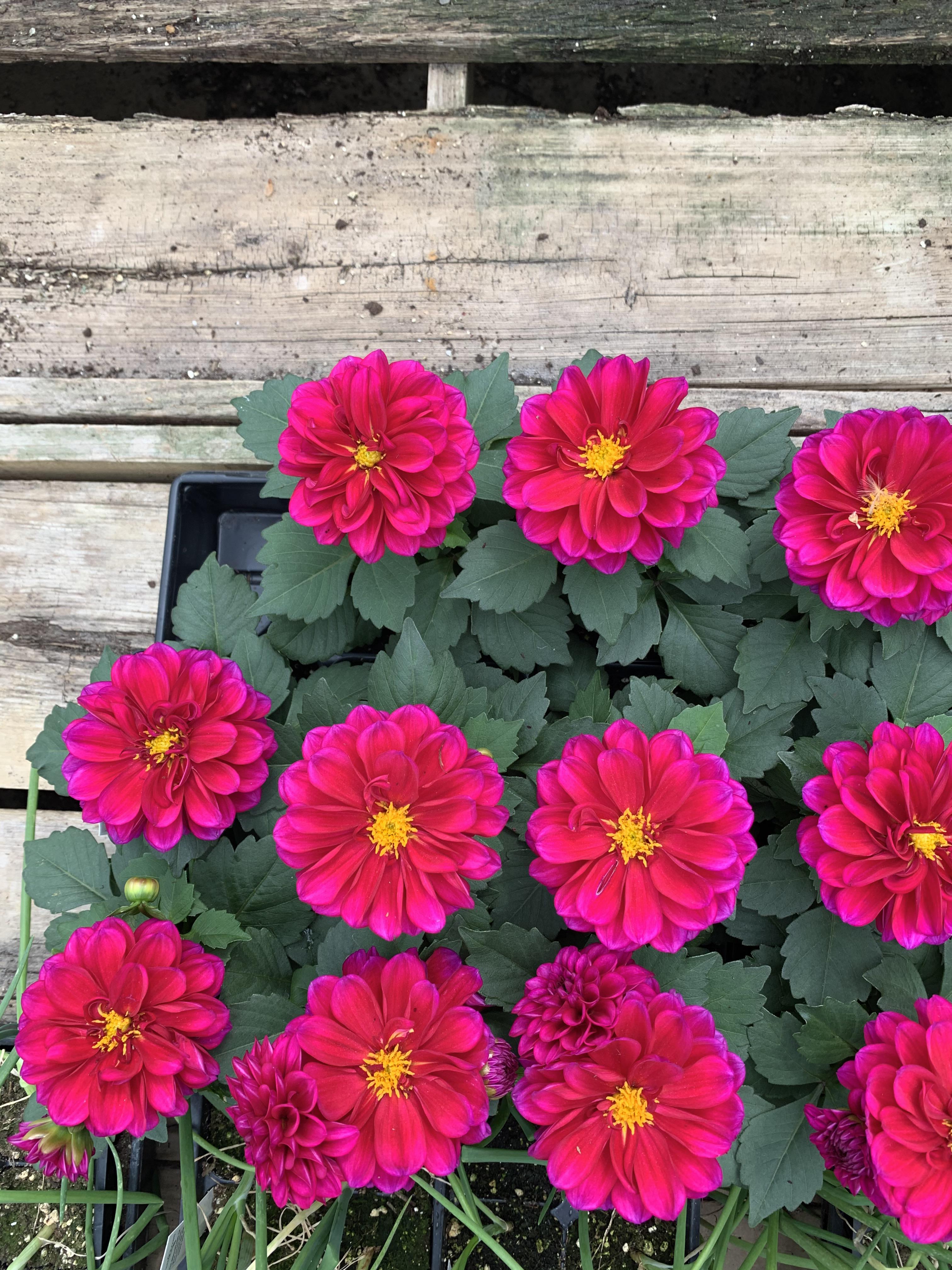 some lovely dahlias in a shop r/flowers