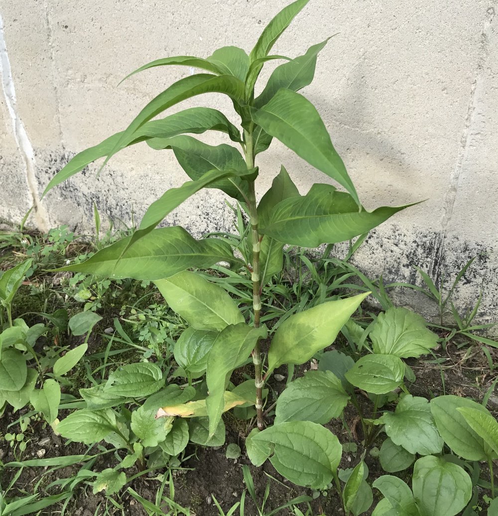 CT Zone 6A Strange plant growing in between my young coneflowers. Odd