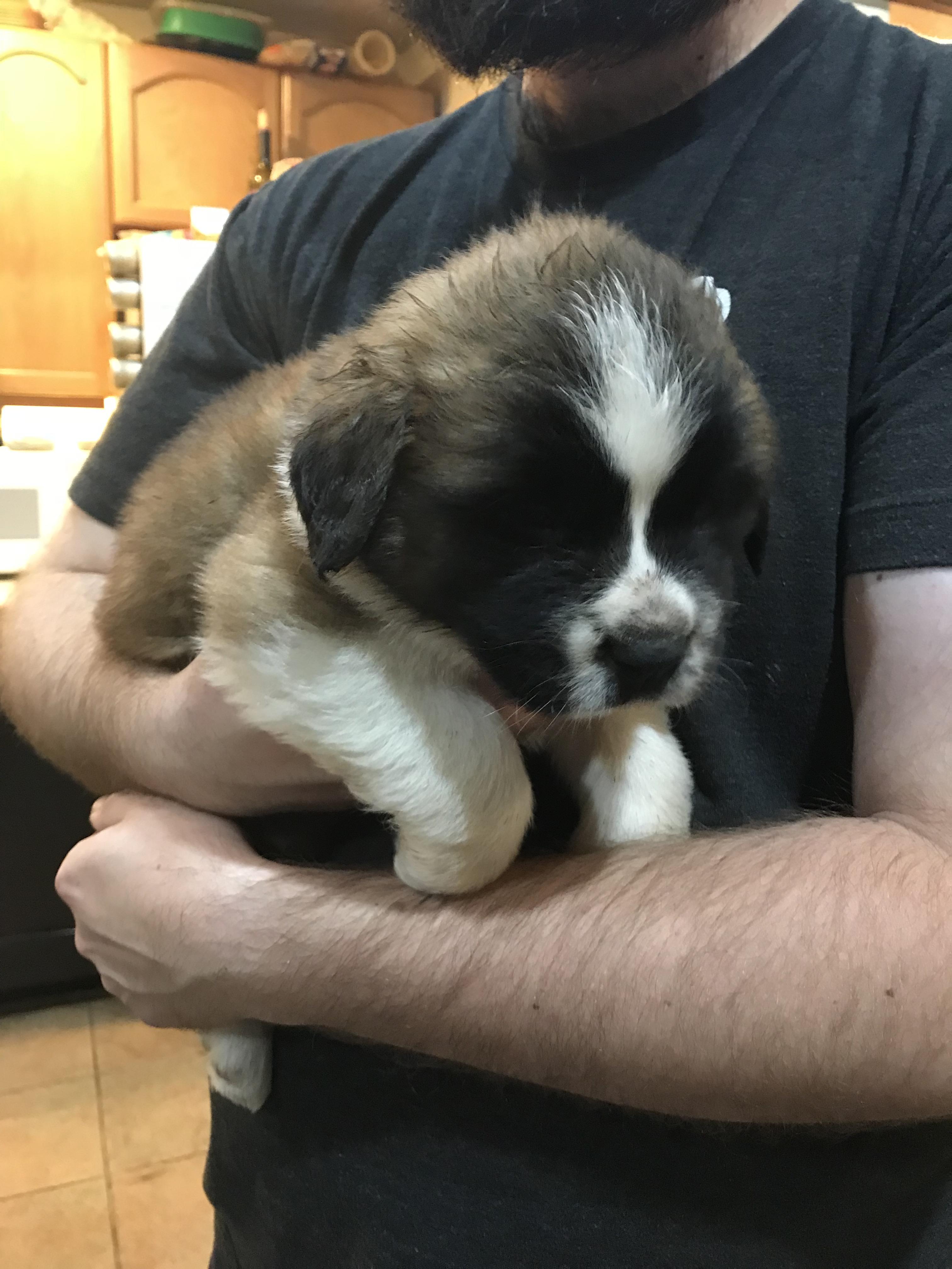 St Bernard Puppies Colorado Saint Bernard Dog Breed Information