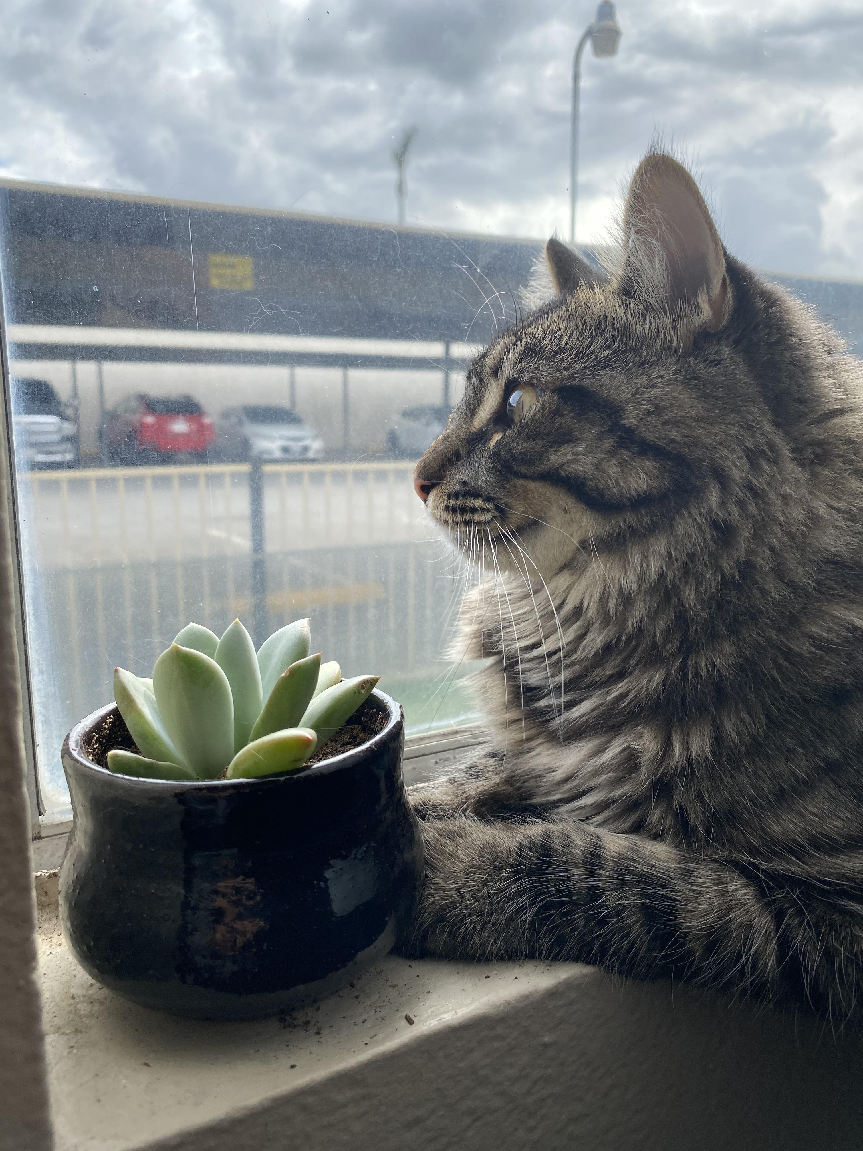 This is my cat. This is his succulent. r/aww