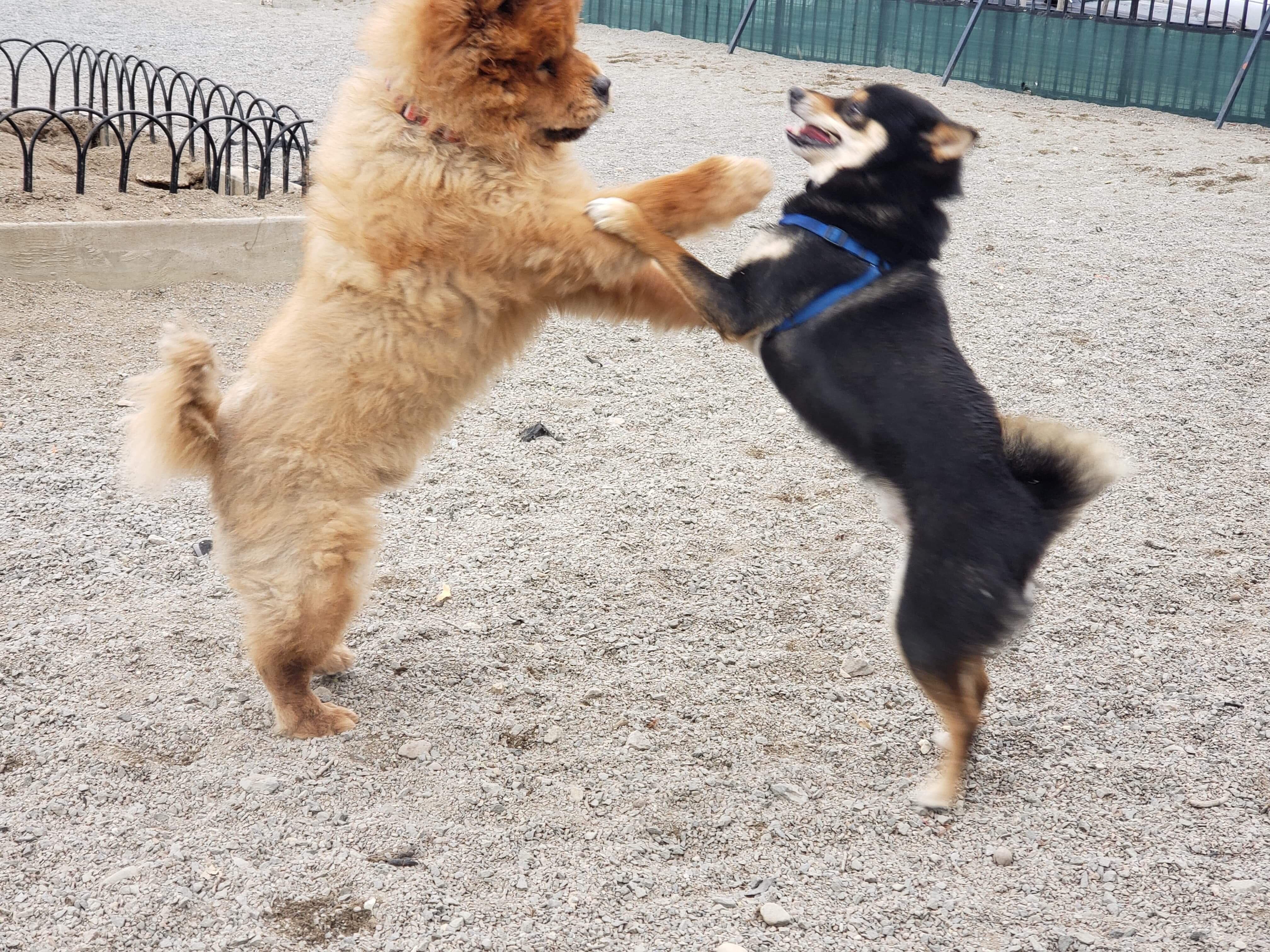 Was worried about leaving Hampton alone for the weekend. The dog sitter