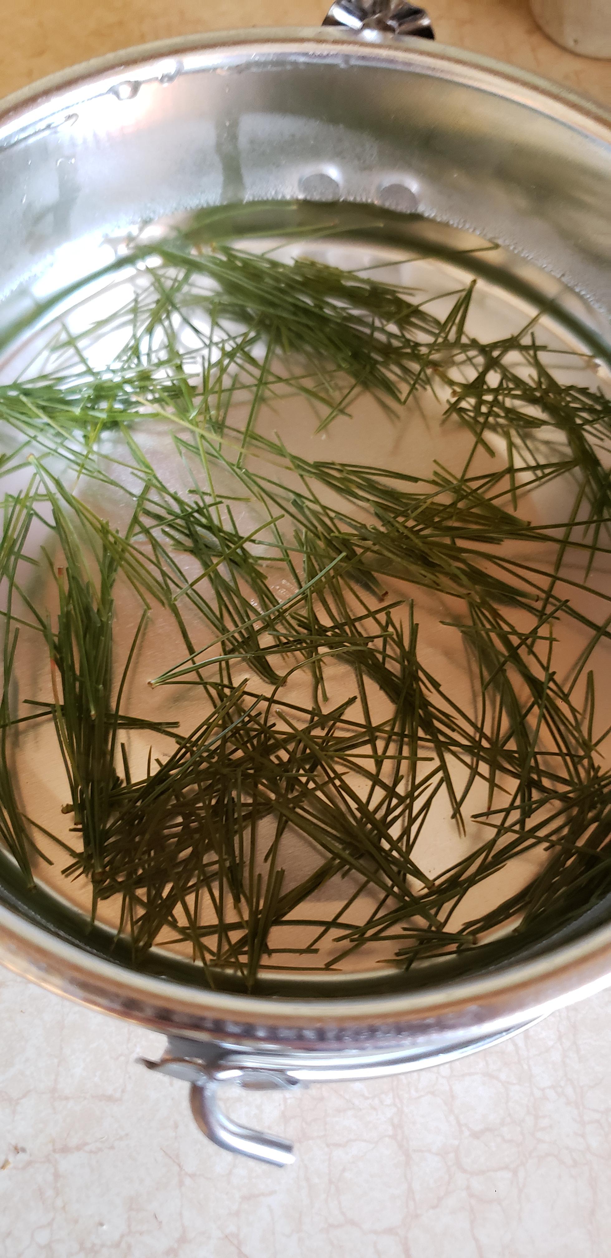 White pine needle tea has 7 times more vitamin c than a lemon and