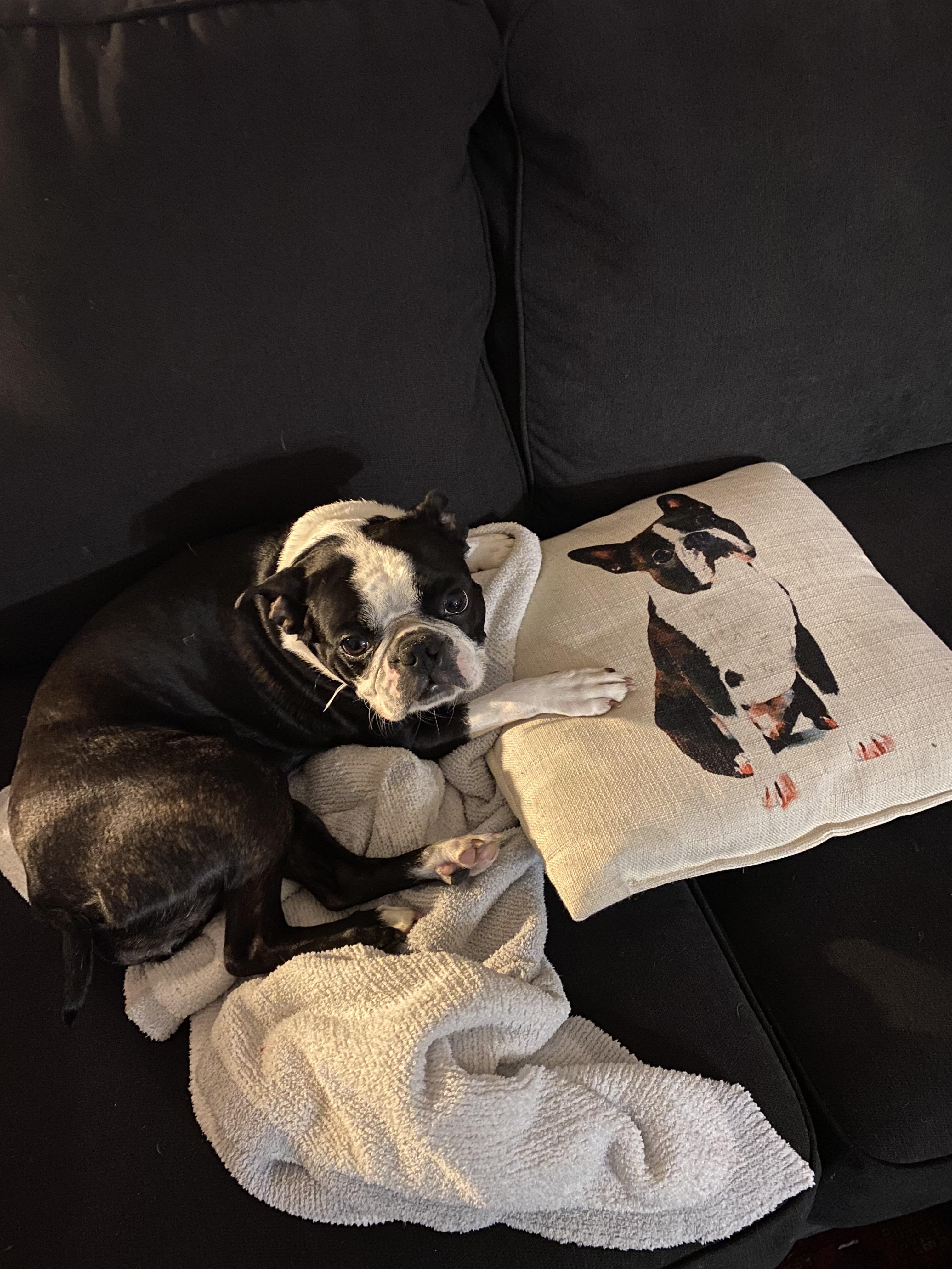 Her favorite pillow. Not to sleep ON, just no one else can use it 😂 r