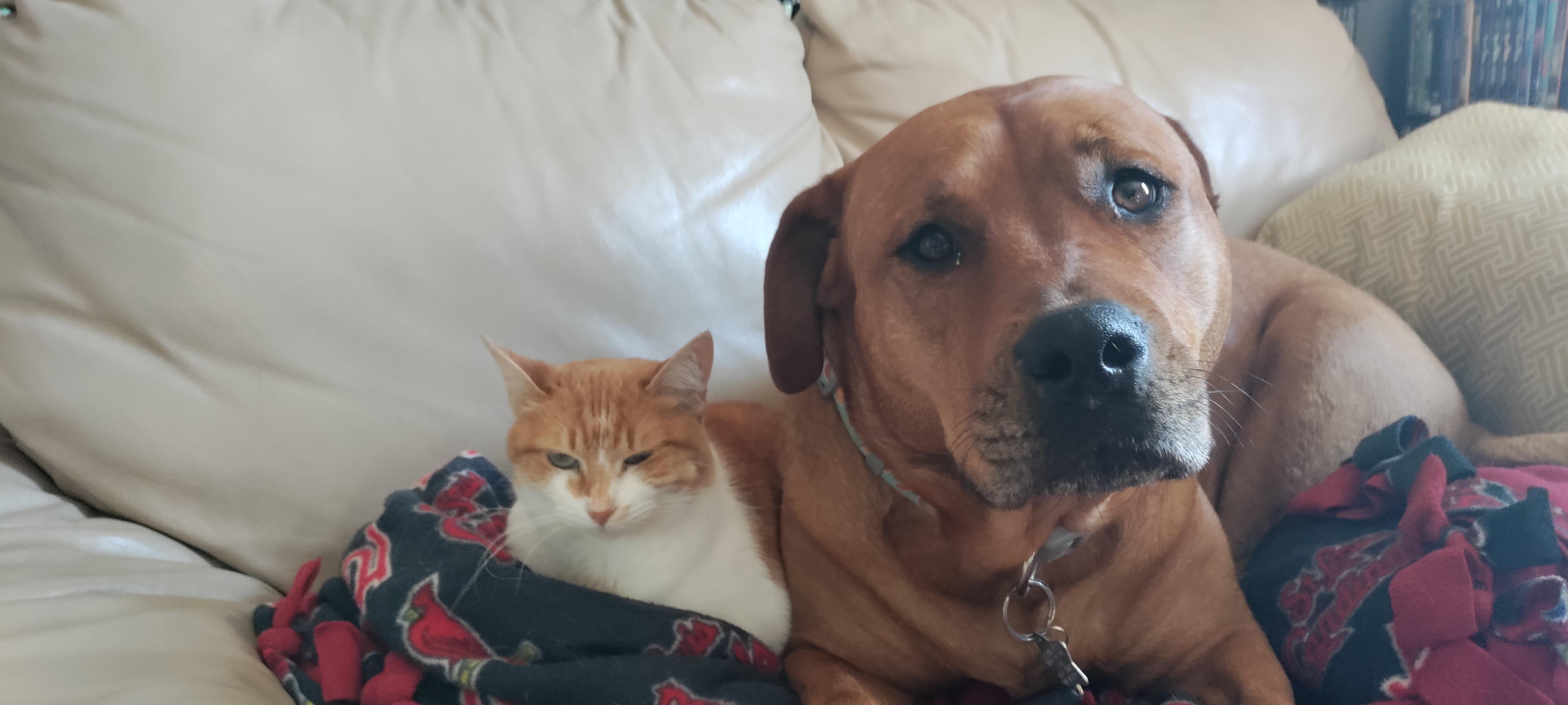 Aprender sobre 51+ imagem rhodesian ridgeback rottweiler br