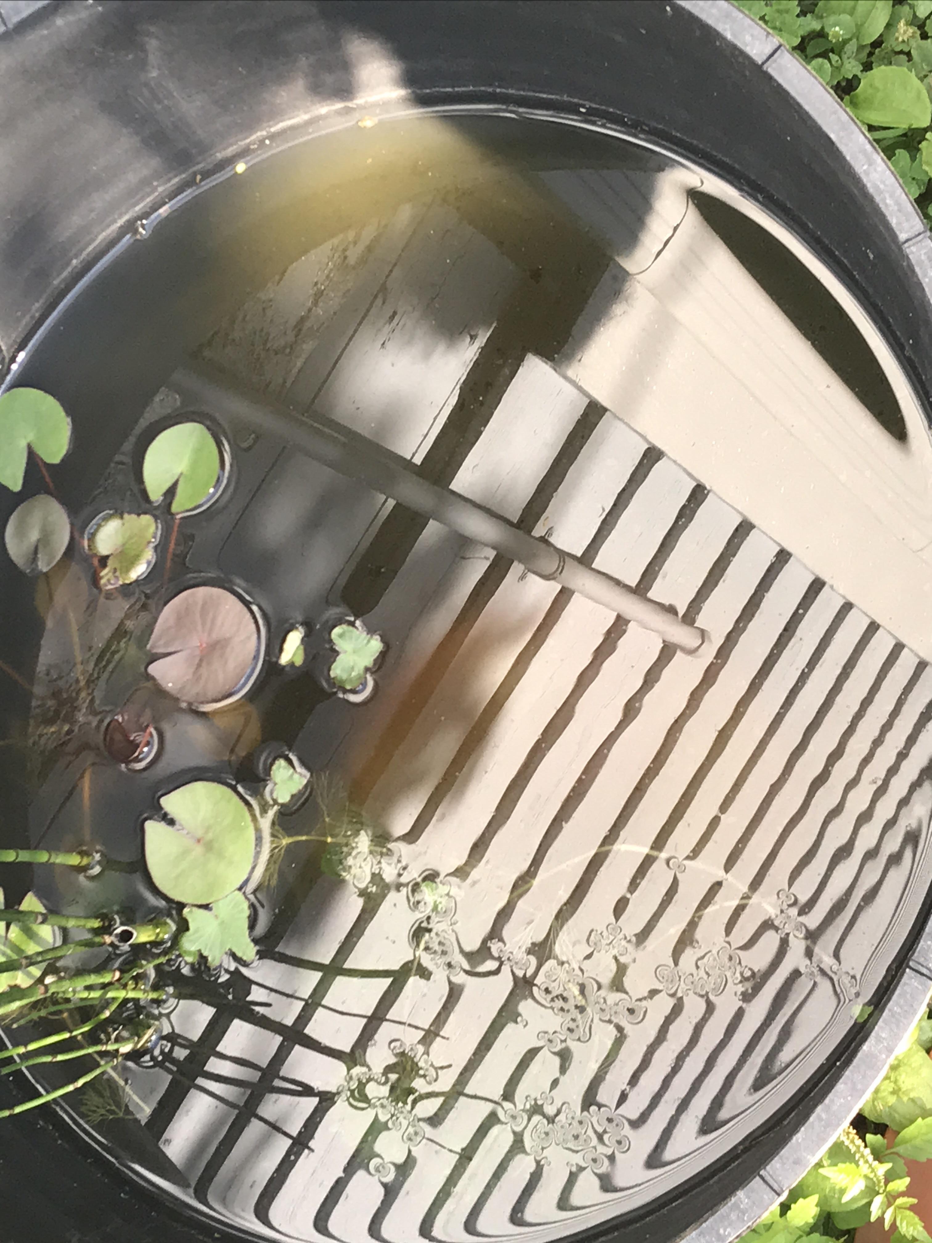 My container pond smells like crap and is cloudy, more info in comments