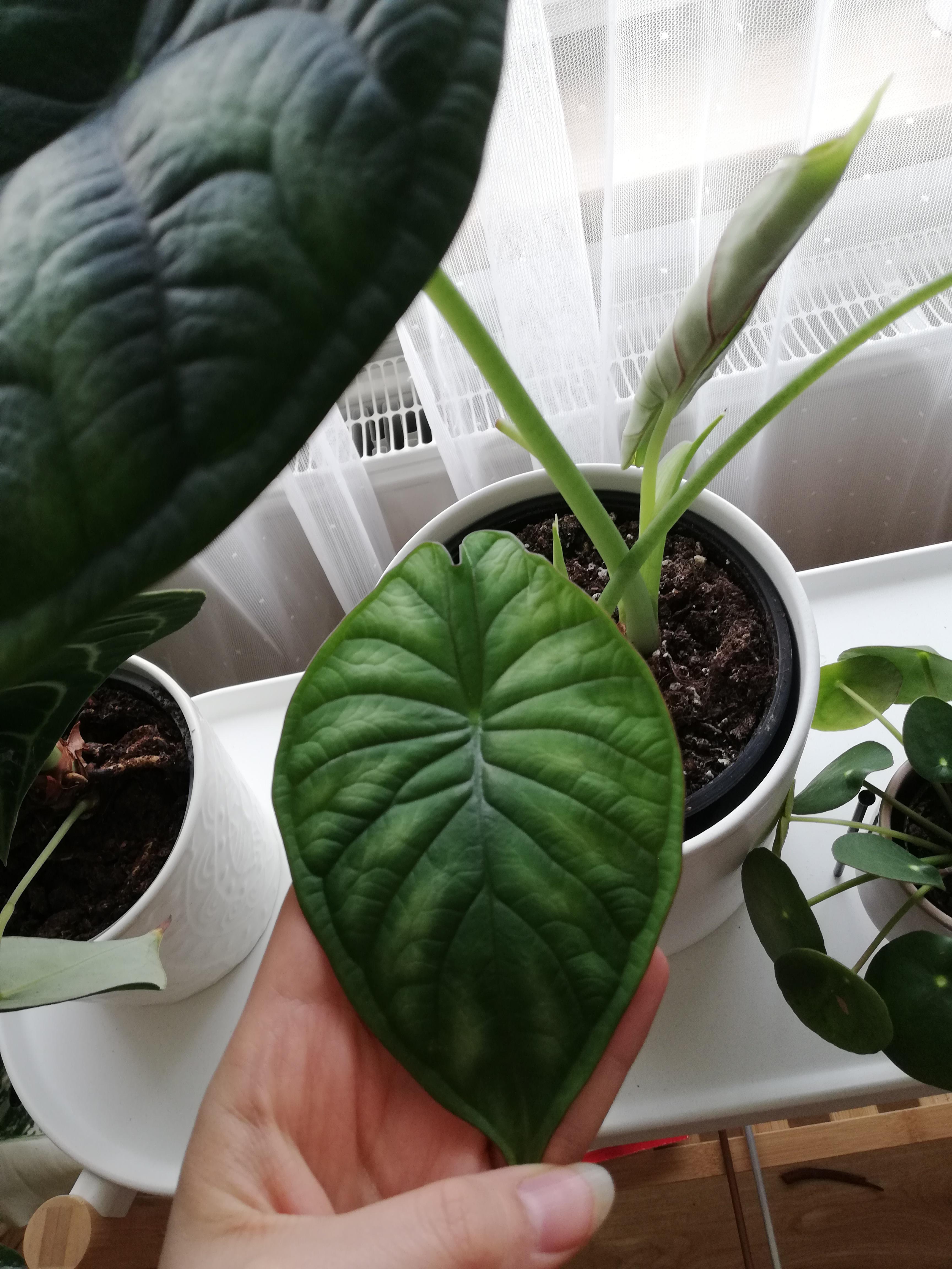 Thank you r/plantclinic! My Alocasia Dragon Scale is pushing out three