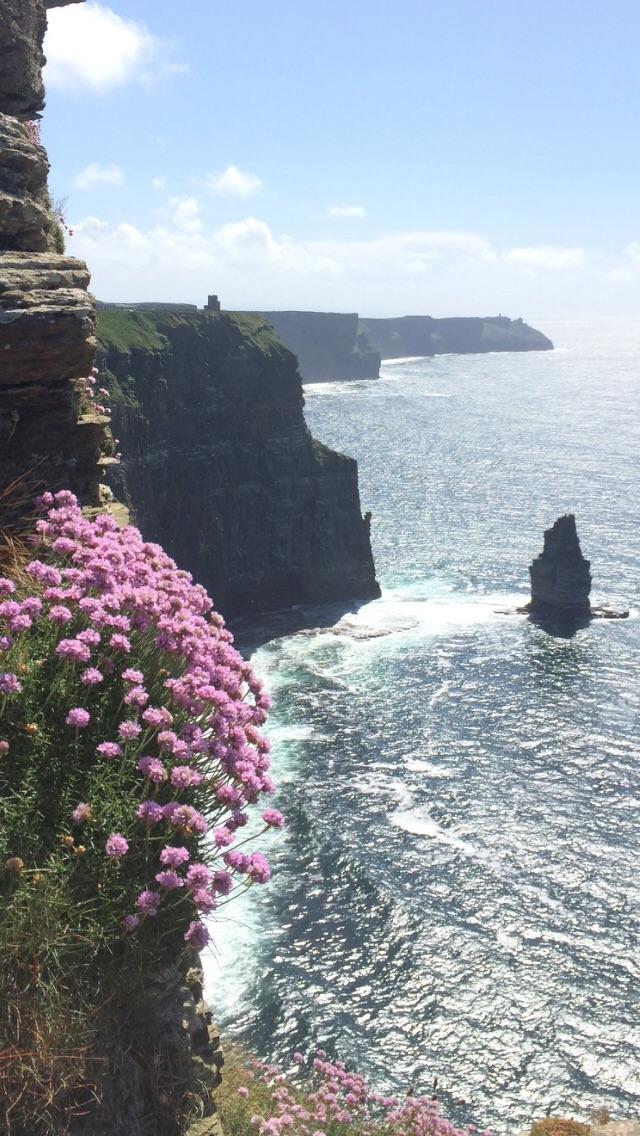 Wild flowers at the Cliffs of Moher today. r/ireland